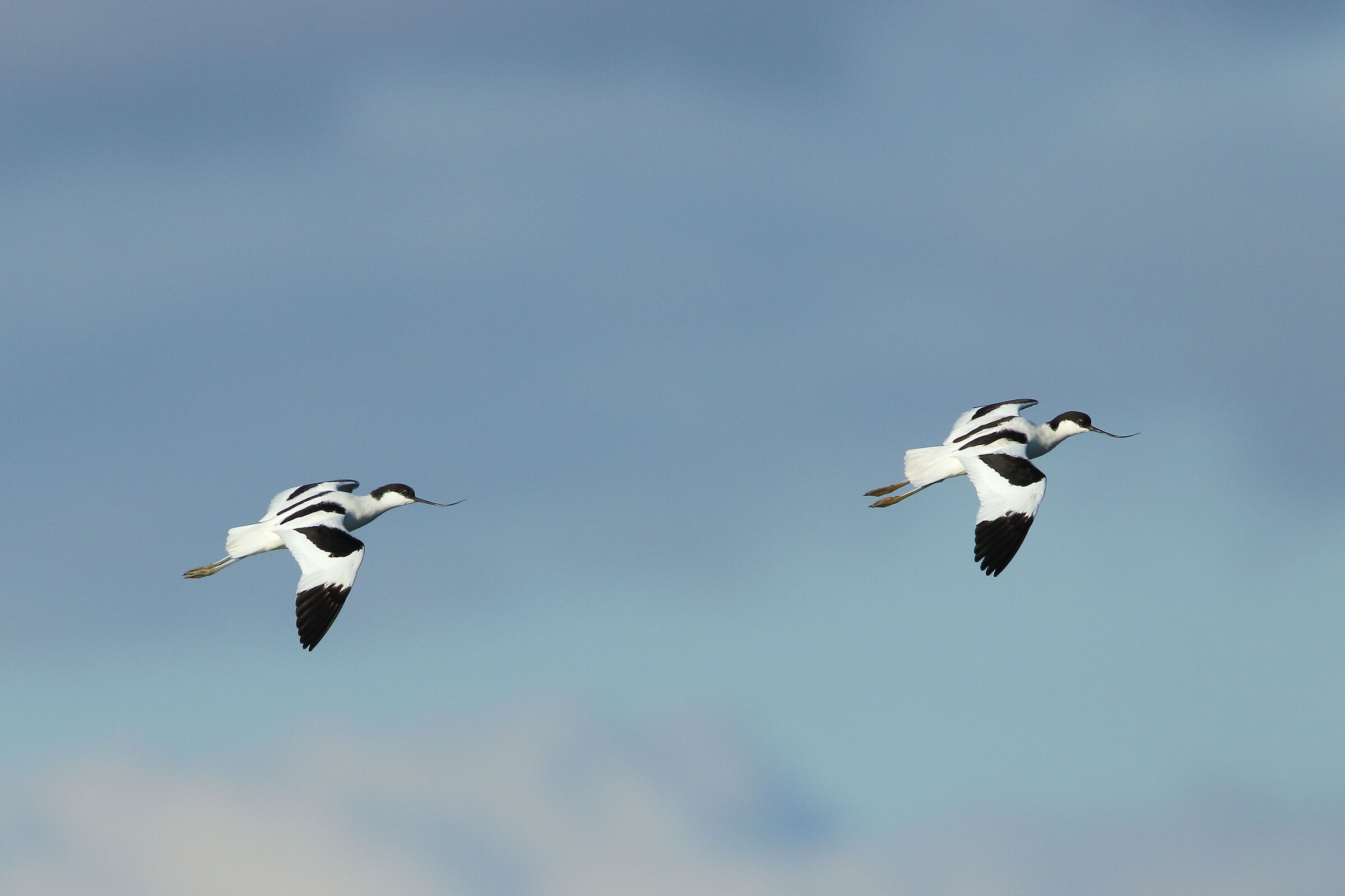 Avocets