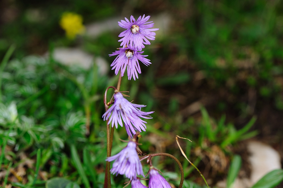 Soldanella alpina