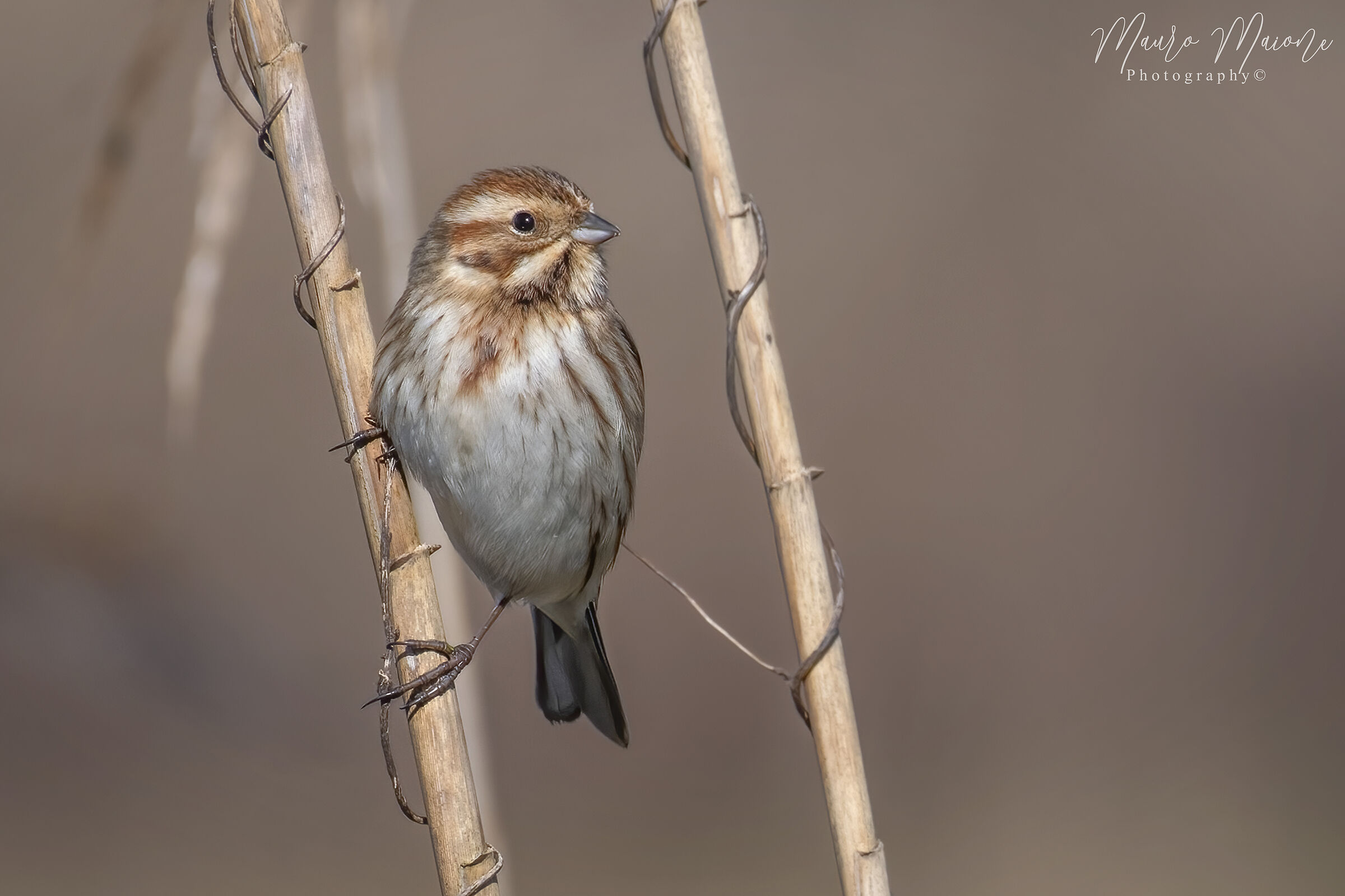 migliarino di palude