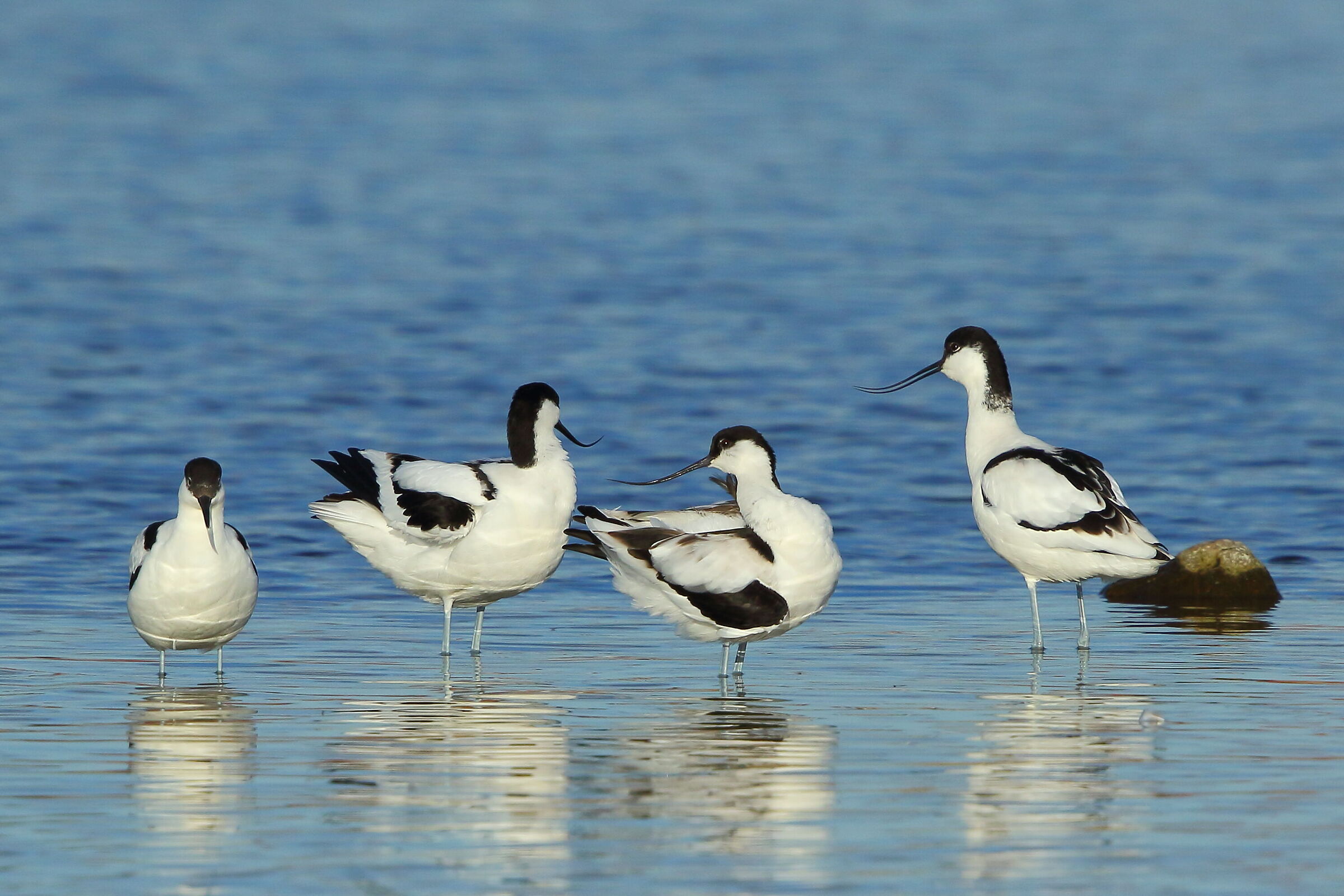 Avocets