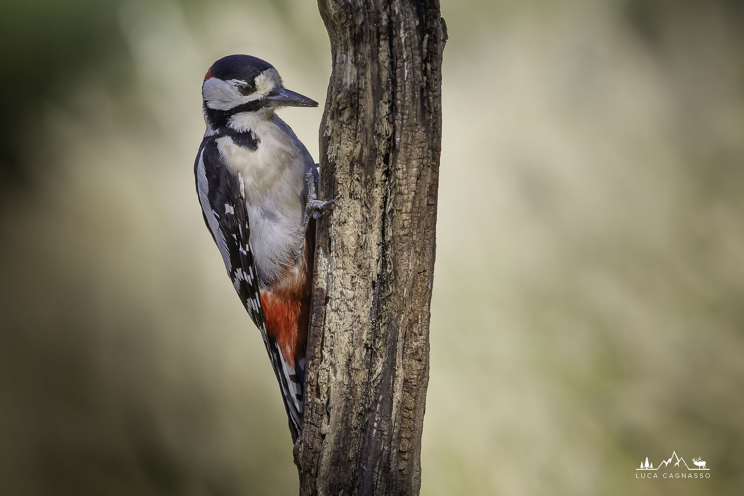 Picchio Rosso Maggiore