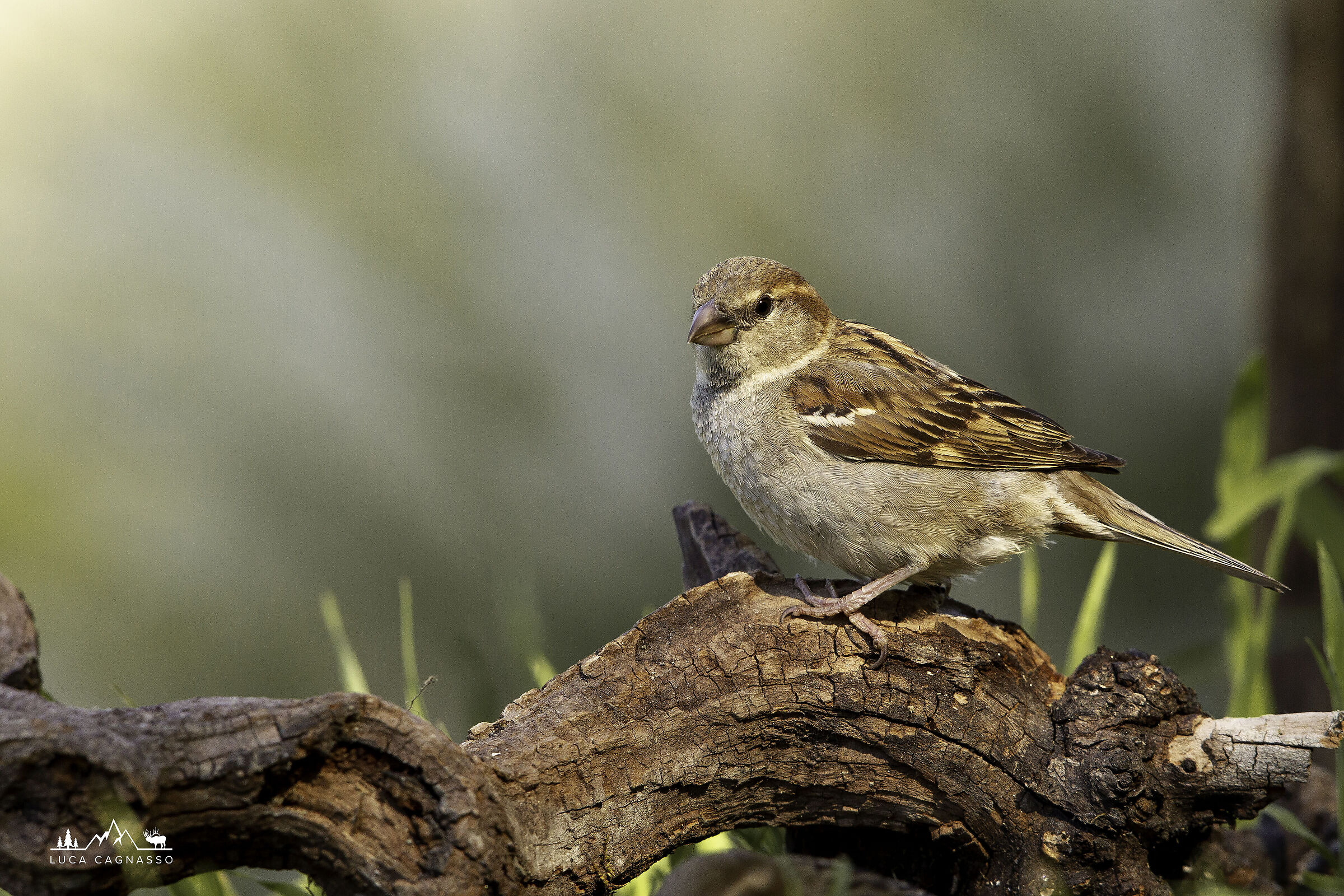 Passerotto su posatoio