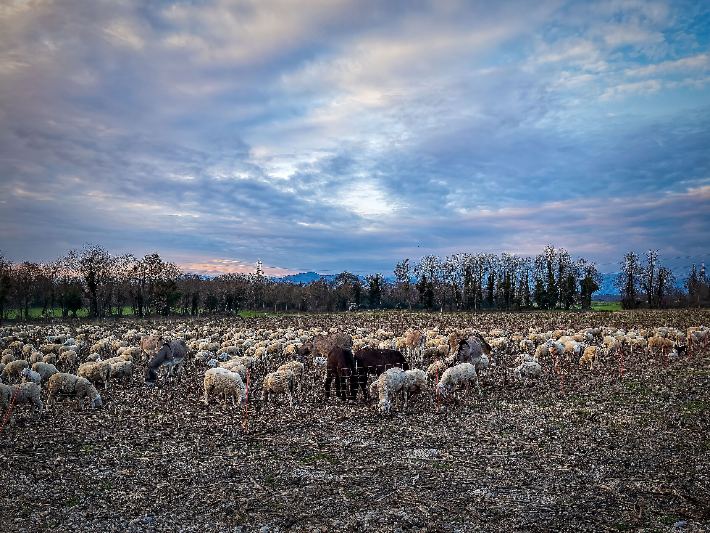 At Bucolic Afternoon