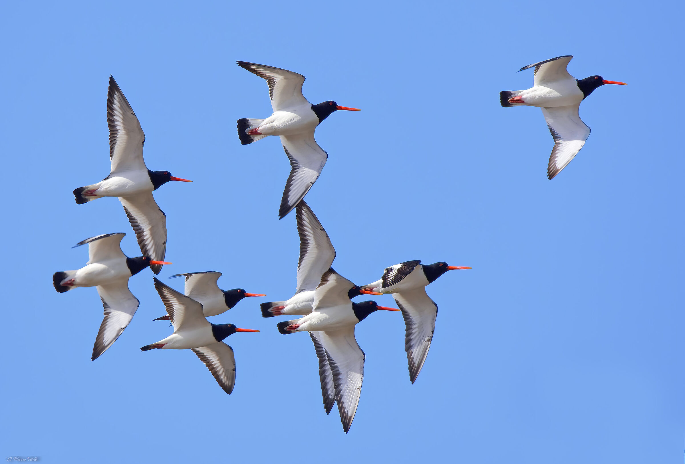 Sea Beccaccia (Haematopus ostralegus)