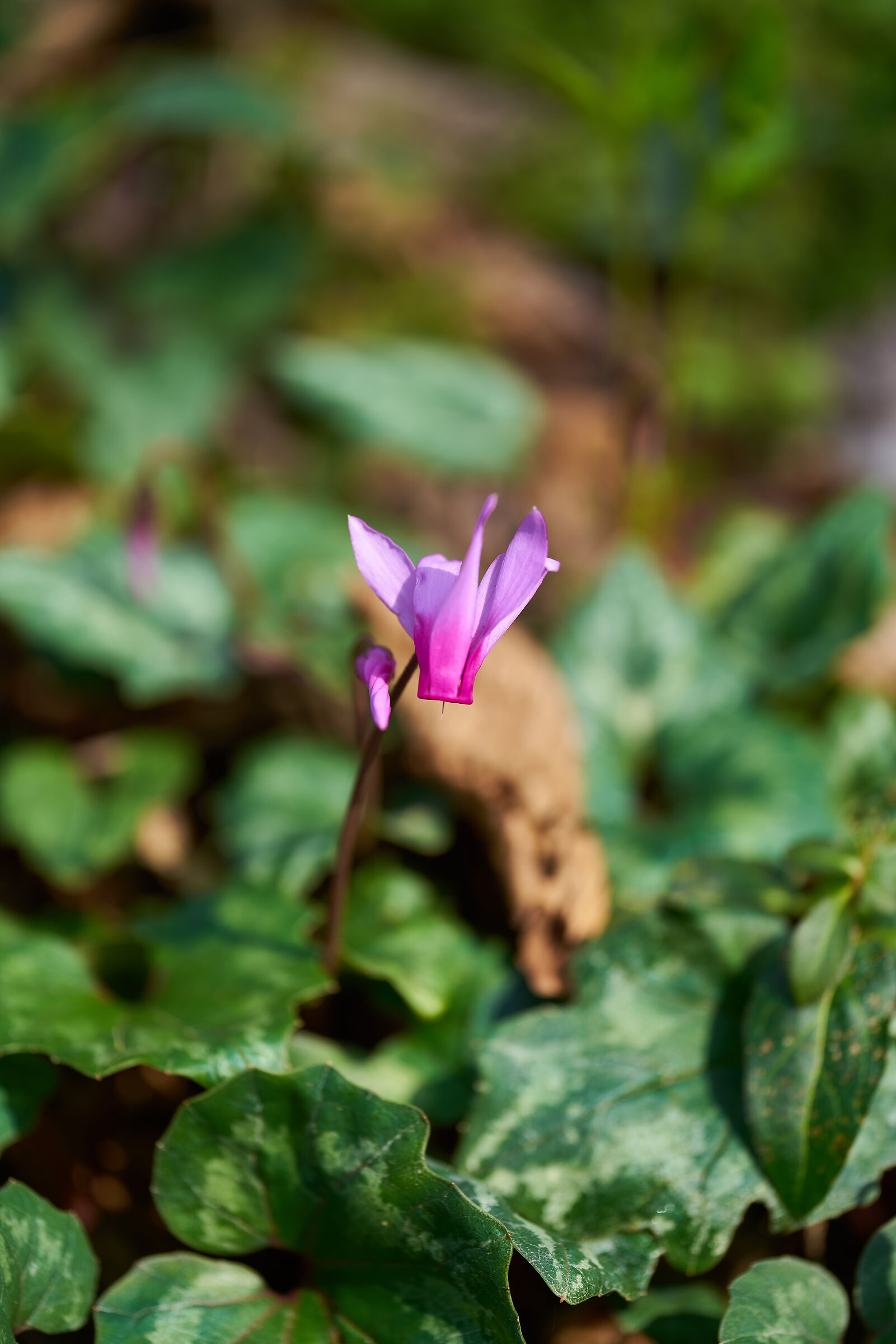 Ciclamino fuori stagione