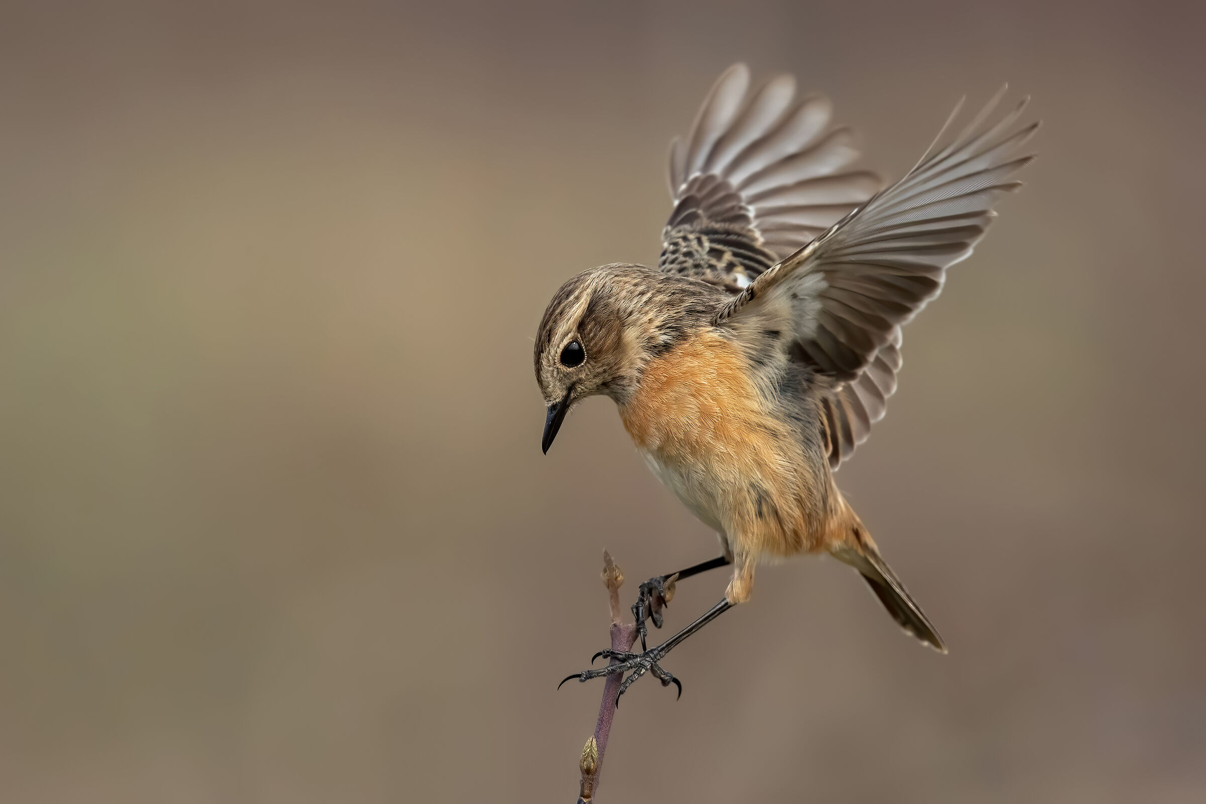 Saltimpalo - European Stonechat (f)