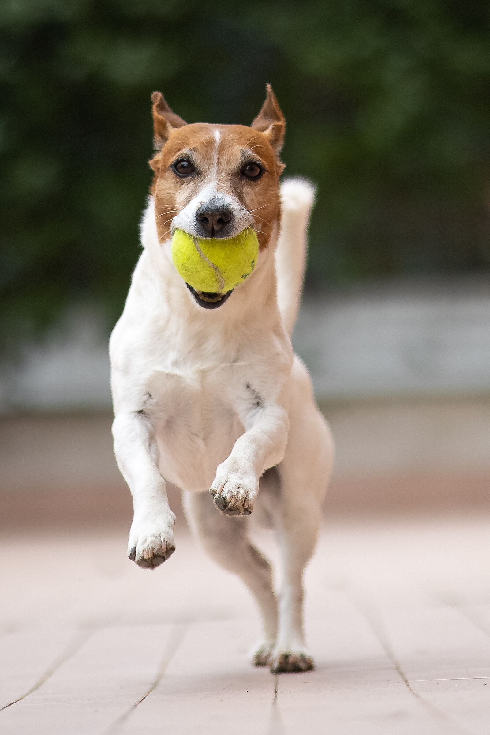 Horse Fury of the West