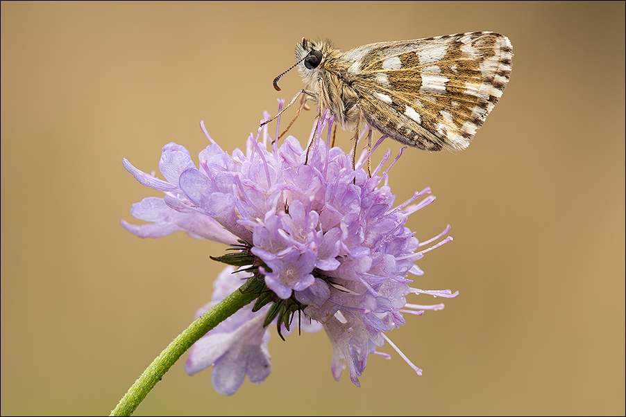 Una lacrima sul viso