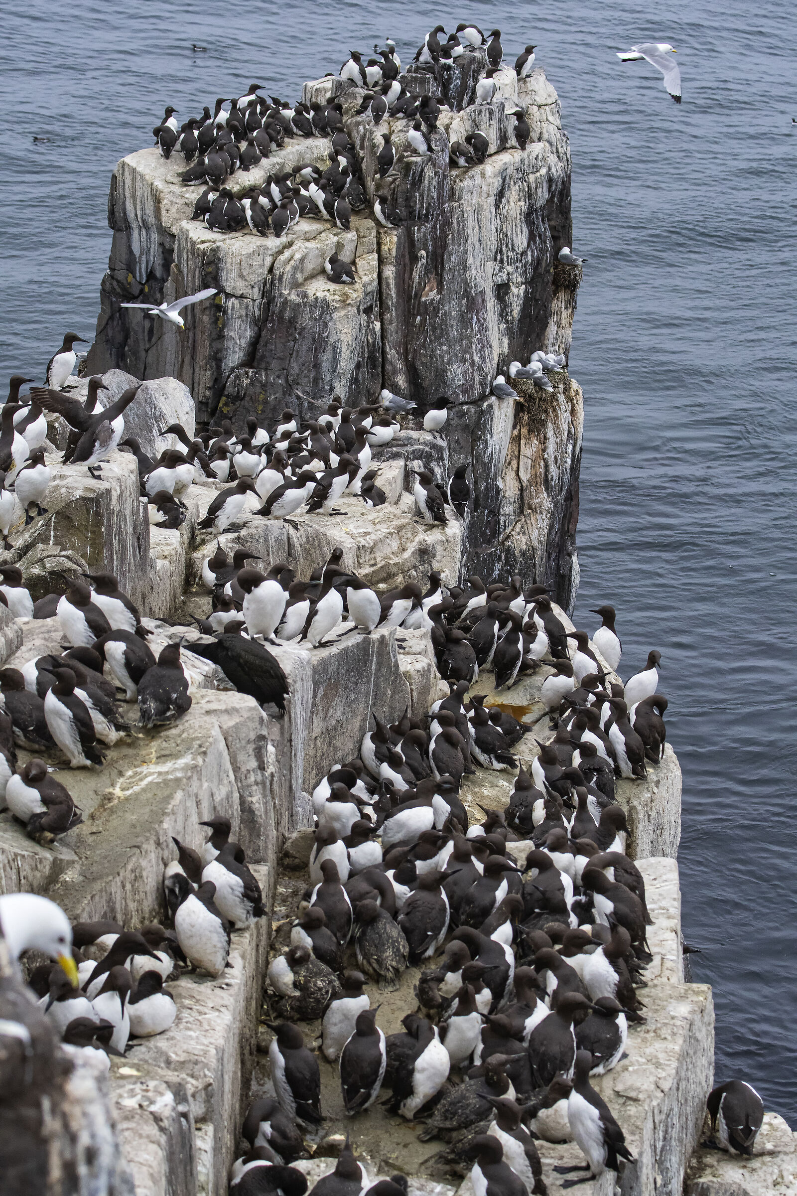 Life in condominium (Urie and Gulls)