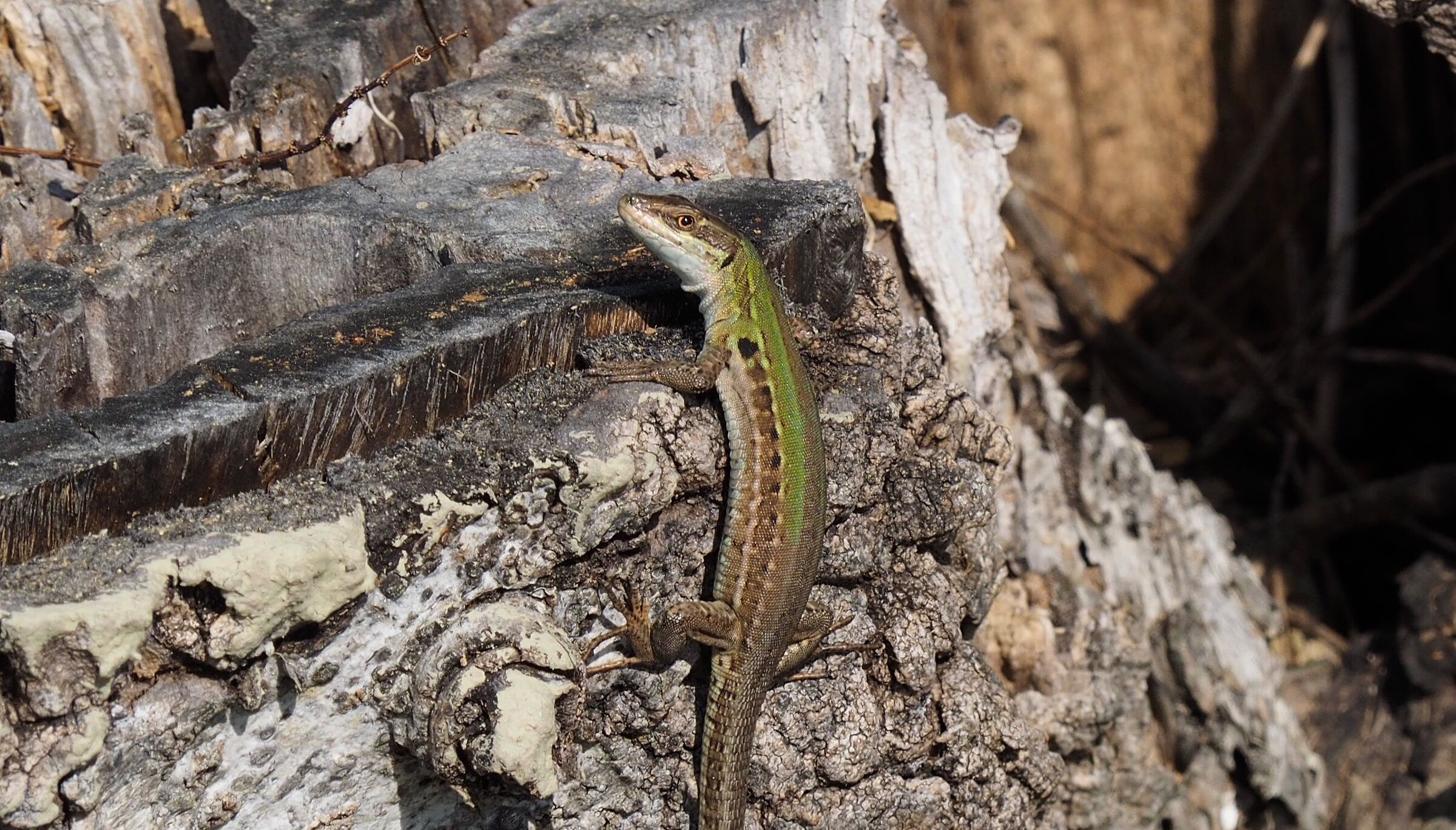 What are you looking at !!!