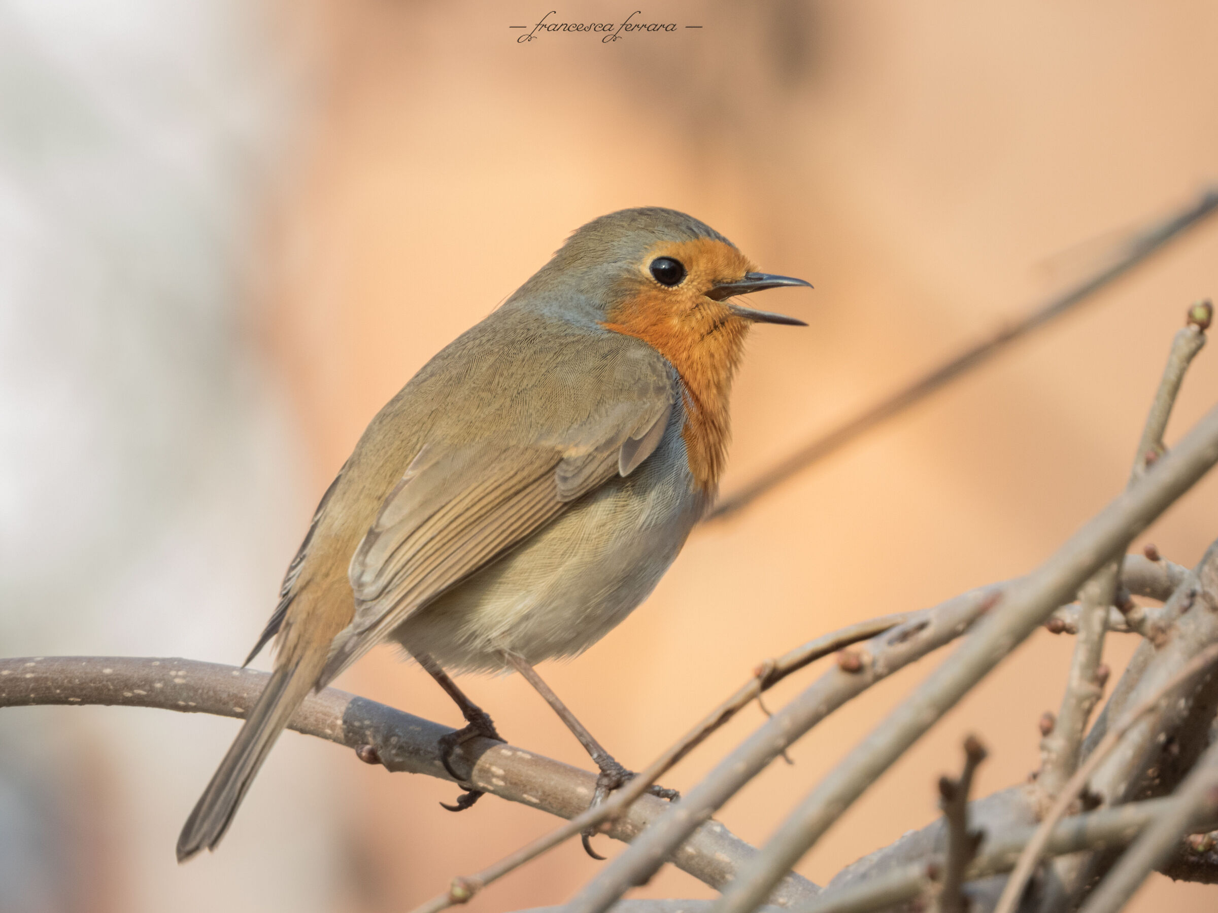 Pettirosso (Erithacus Rubecola)_13