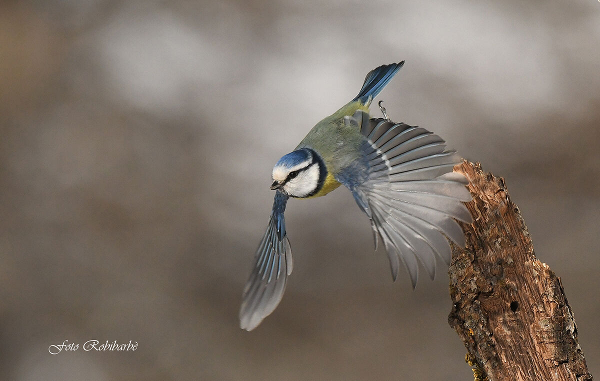 Cinciarella allo stacco...