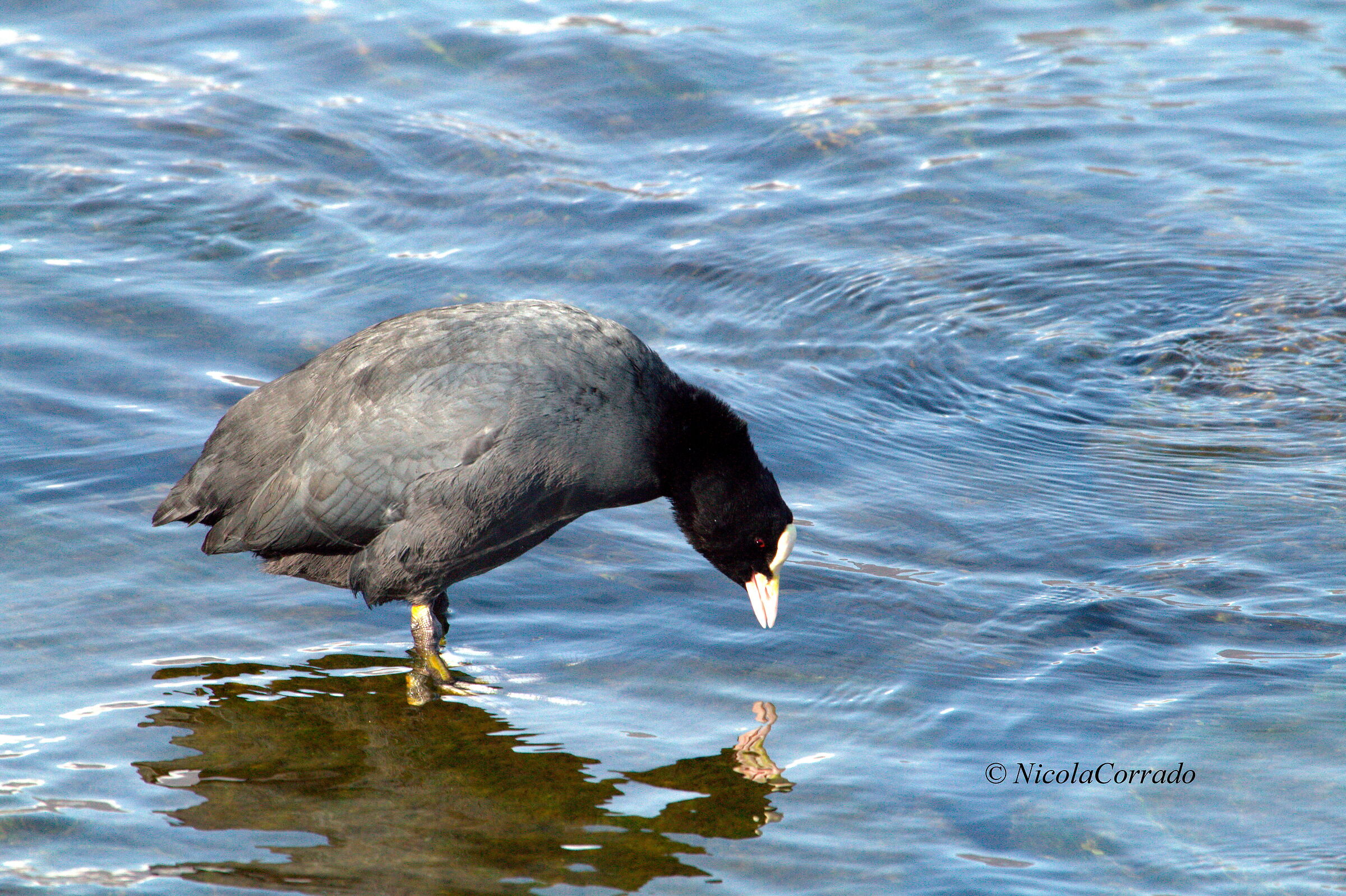 Coot