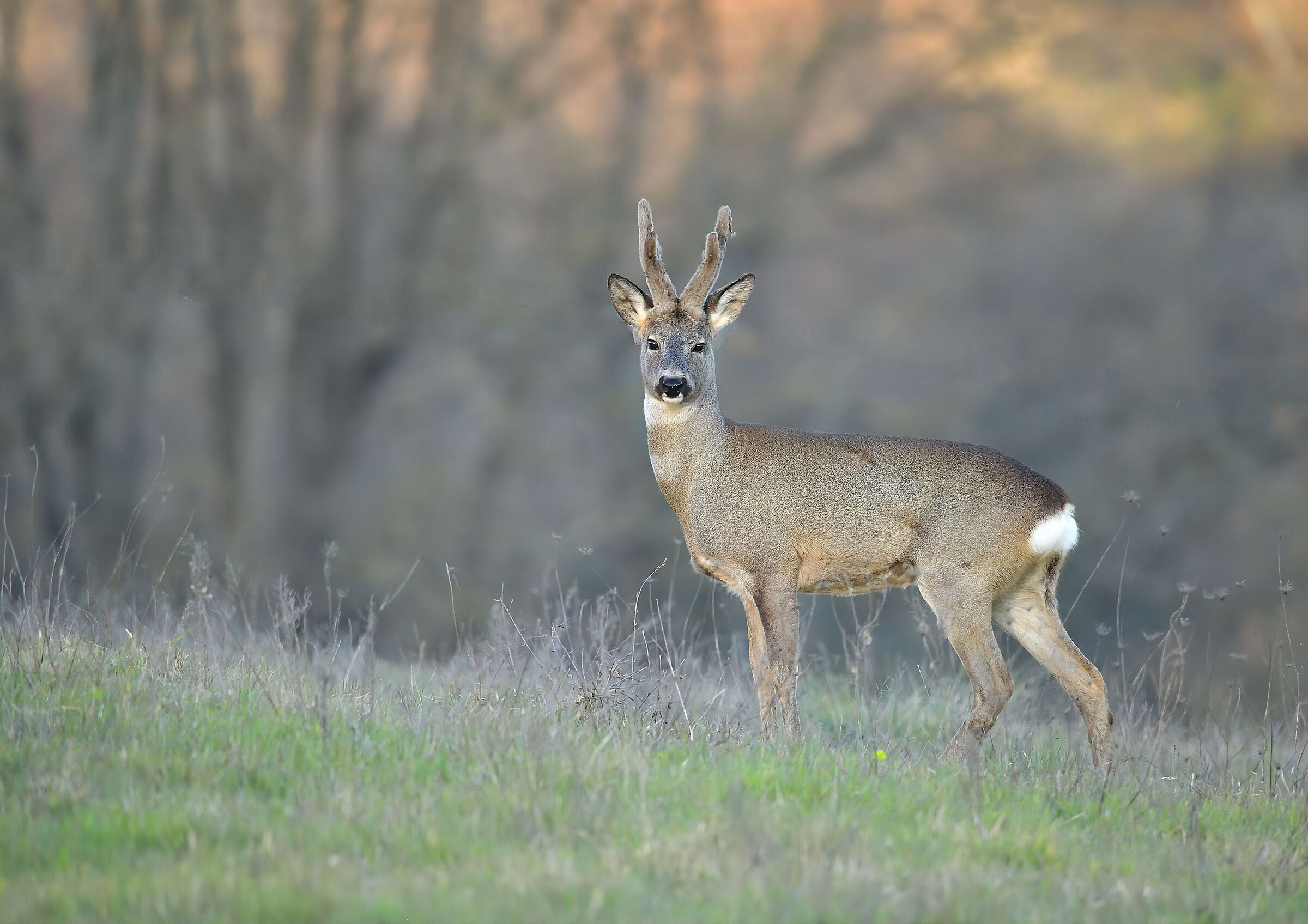 Roe deer m.