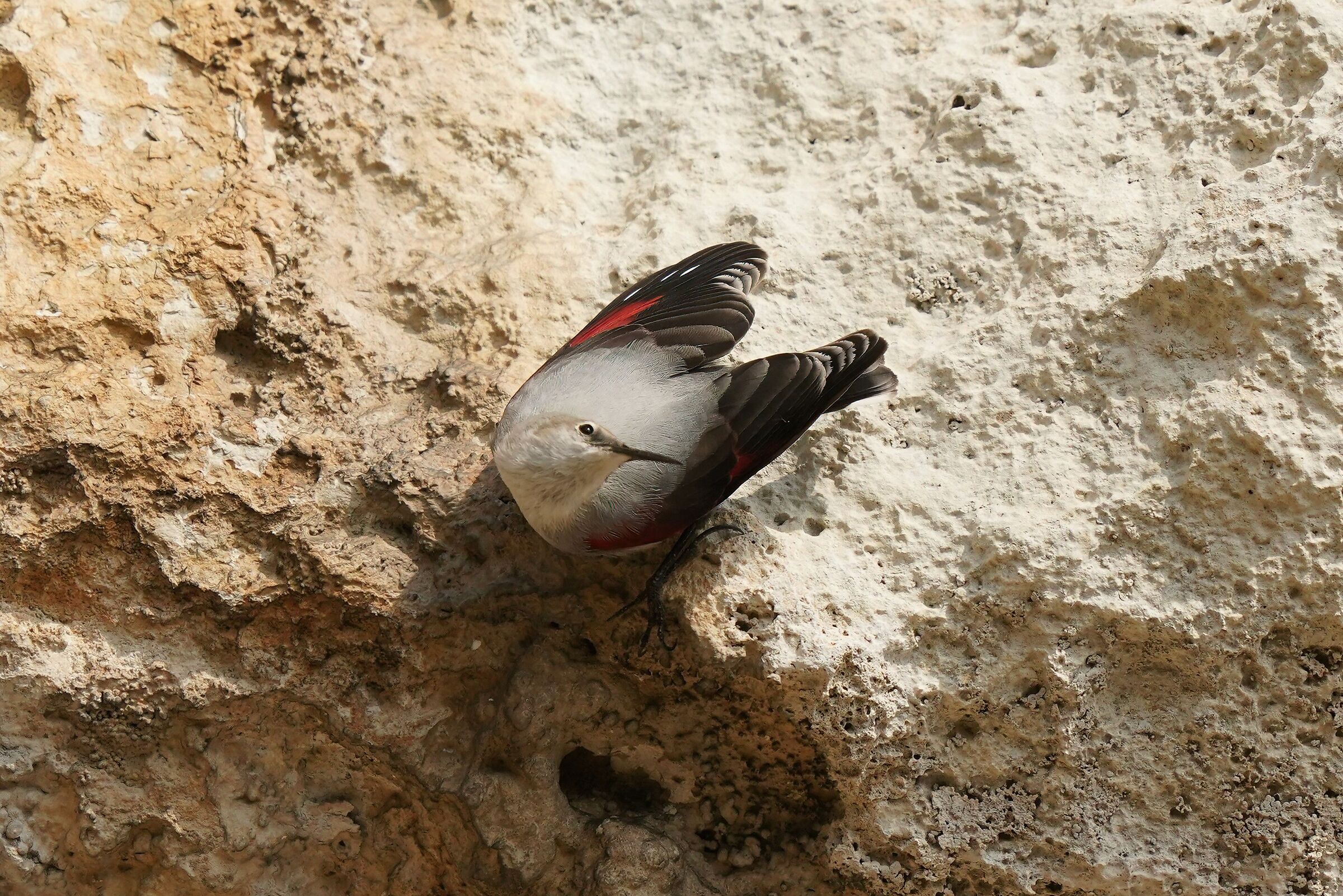 tichodroma muraria/woodpecker muraiolo