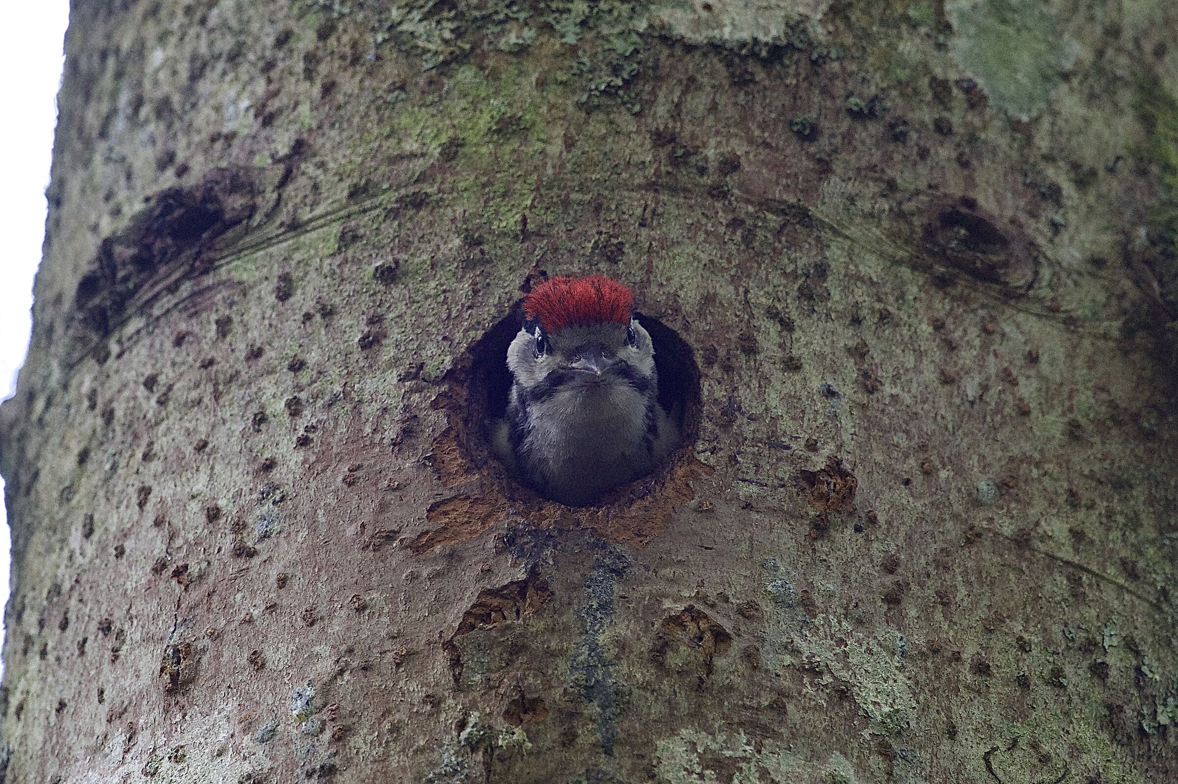 picchio rosso maggiore