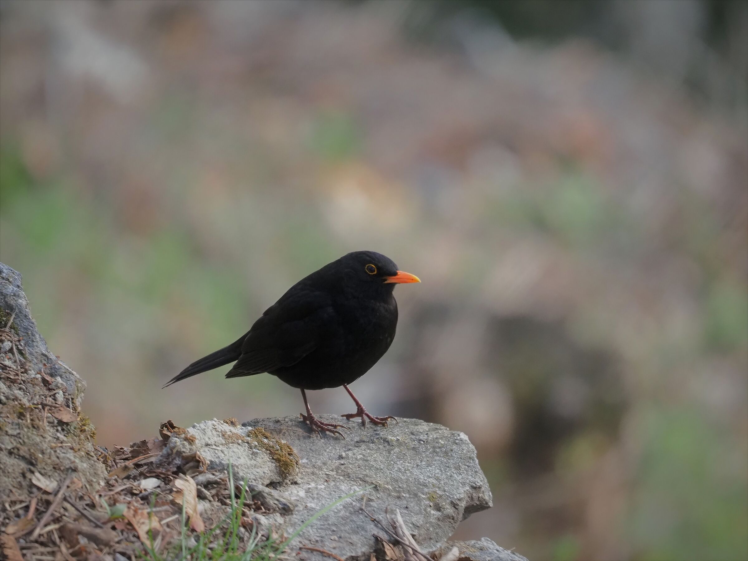 Merlo