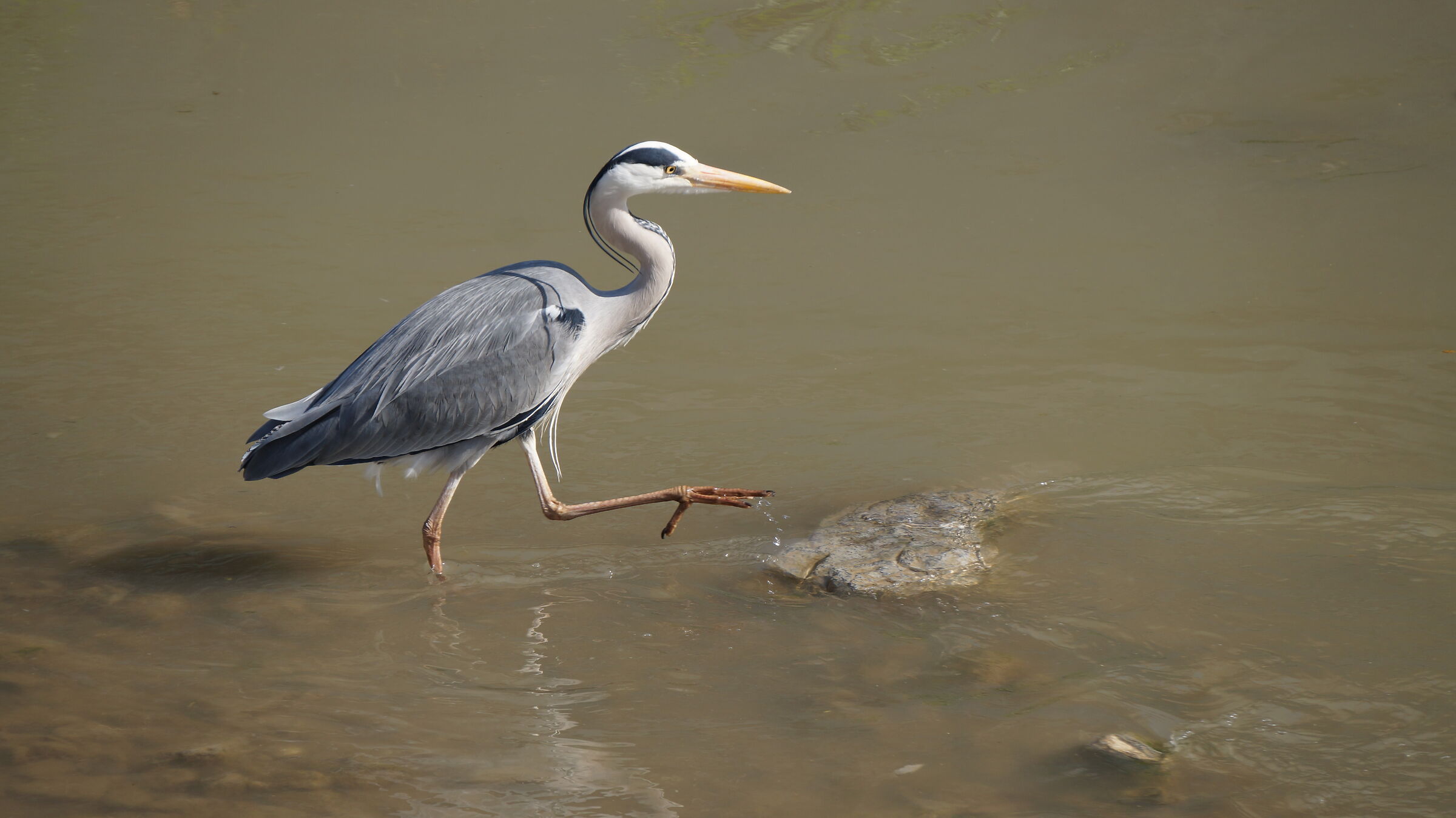 Gray heron