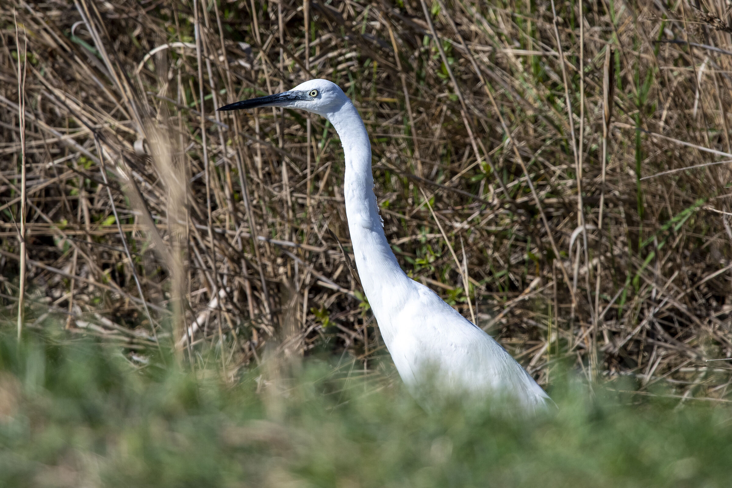 Egretta Garzetta