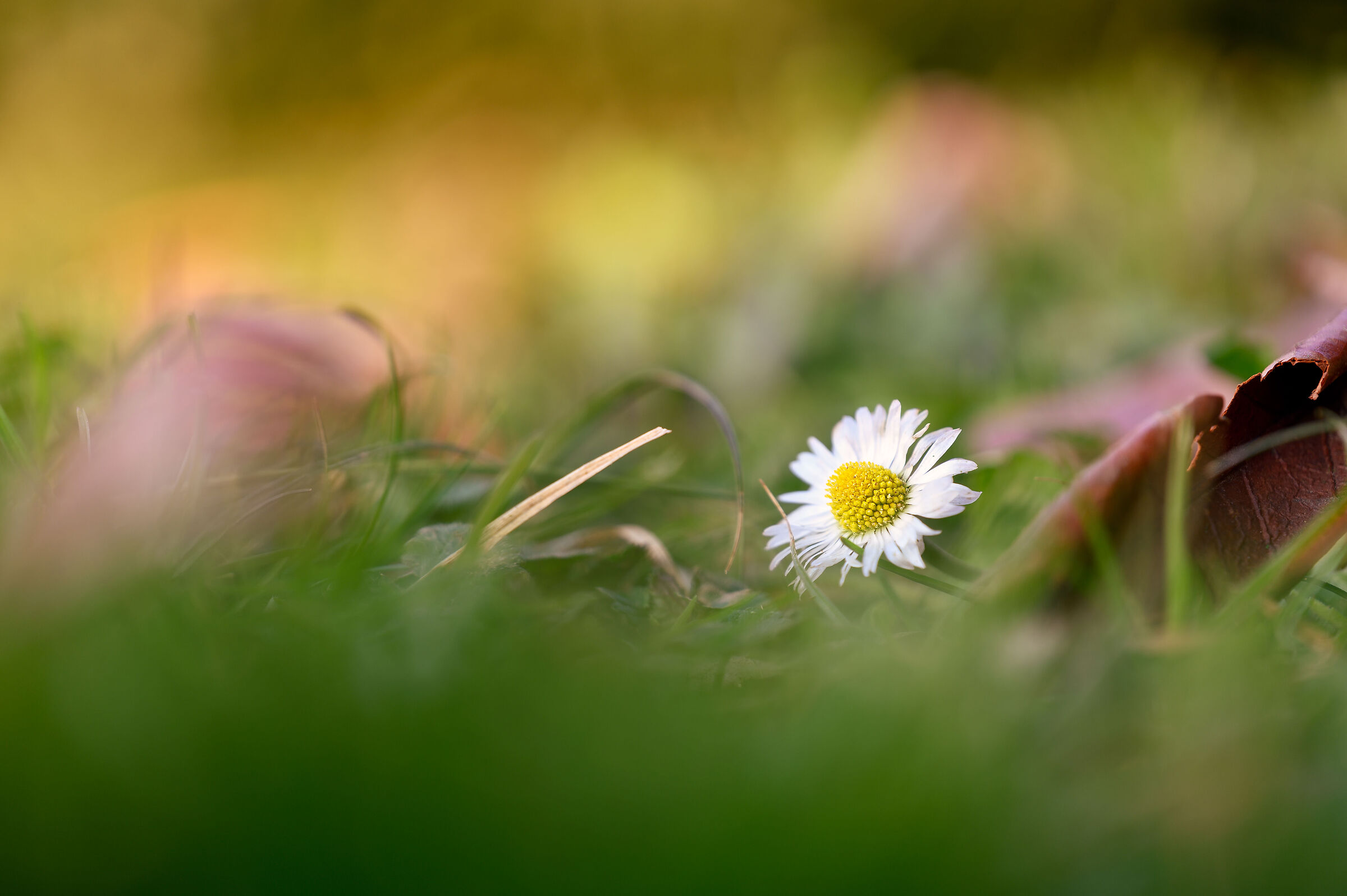 As simple as a Daisy