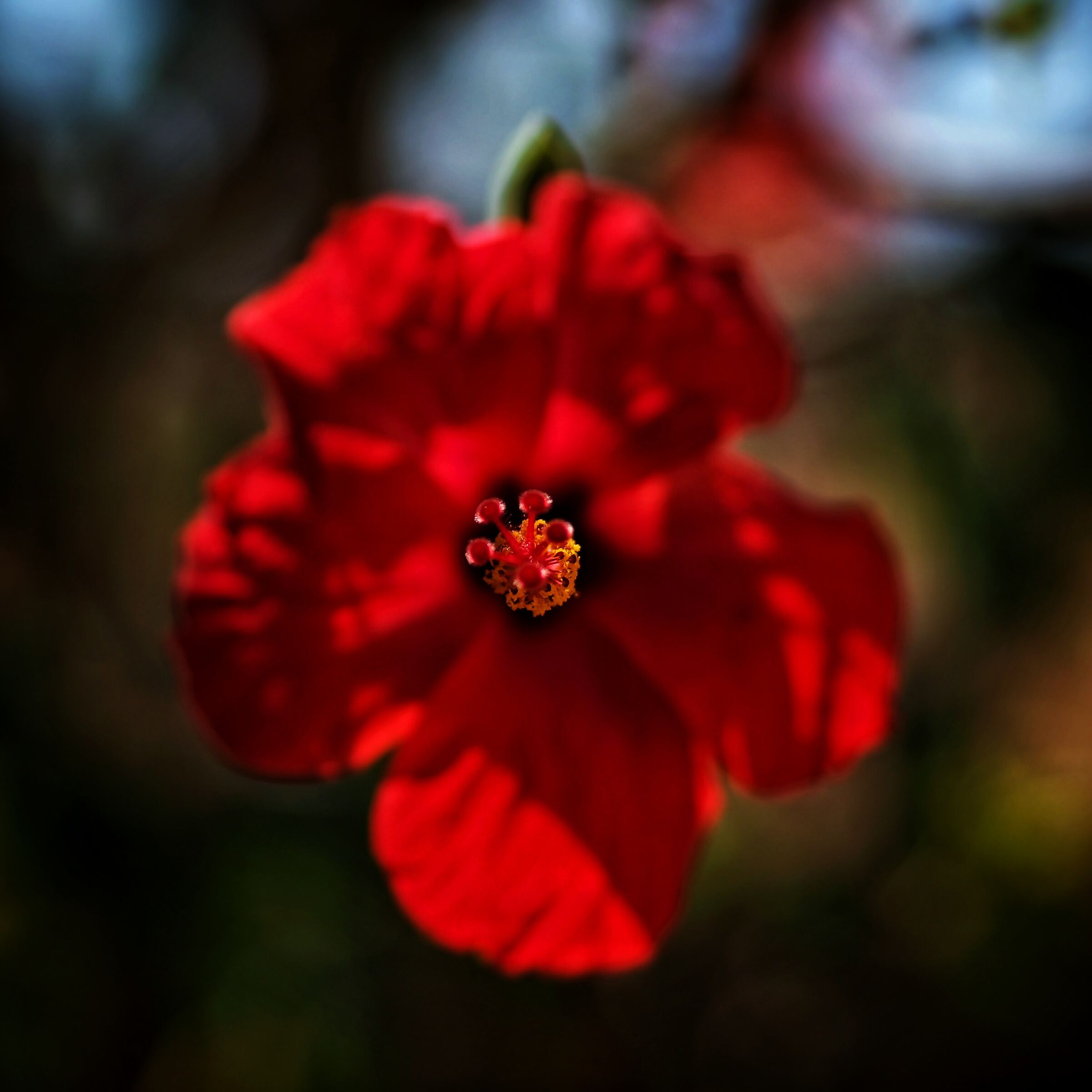 Red flower