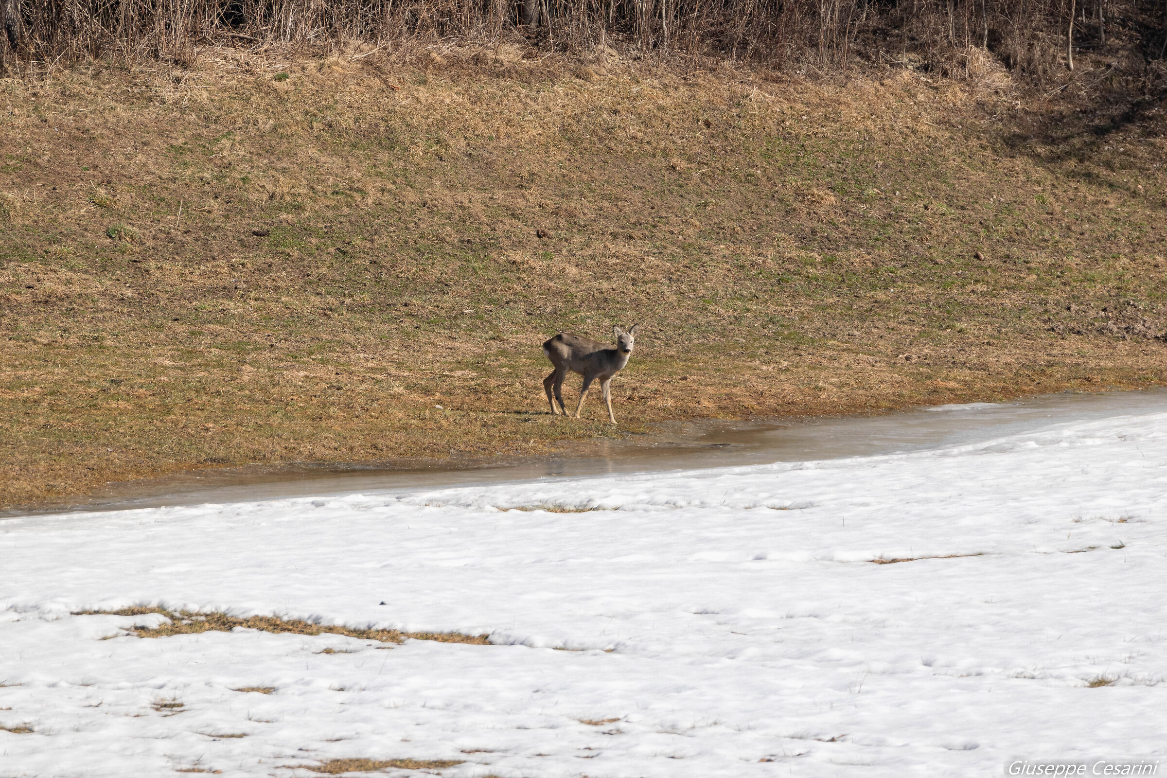 un capriolo a mezzogiorno
