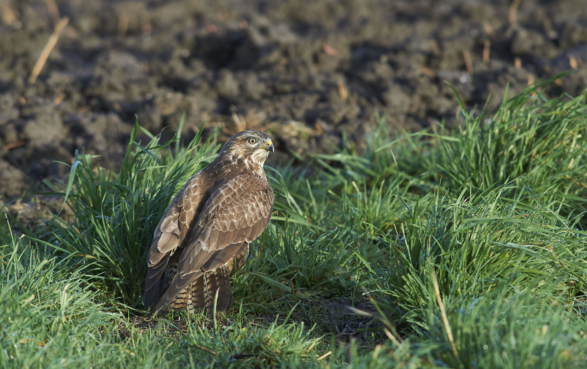 Poiana comune europea (Buteo buteo)