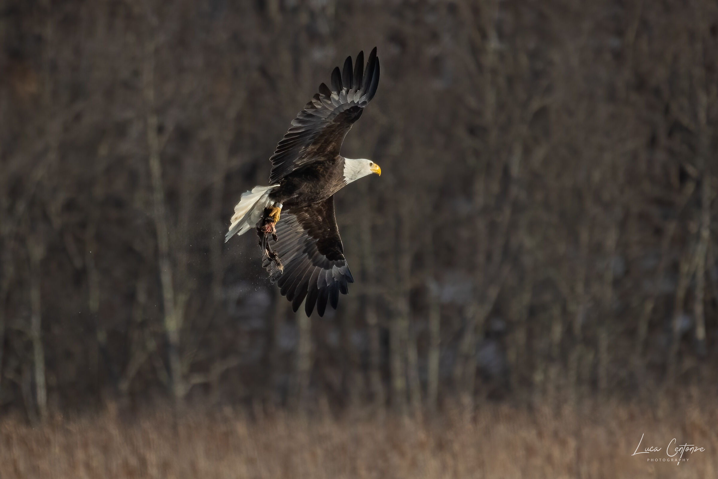 Bald Eagle with prey