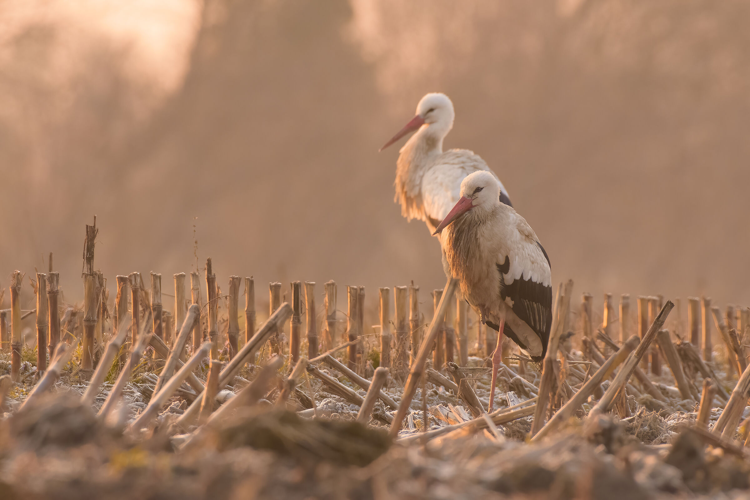 Storks at Dawn