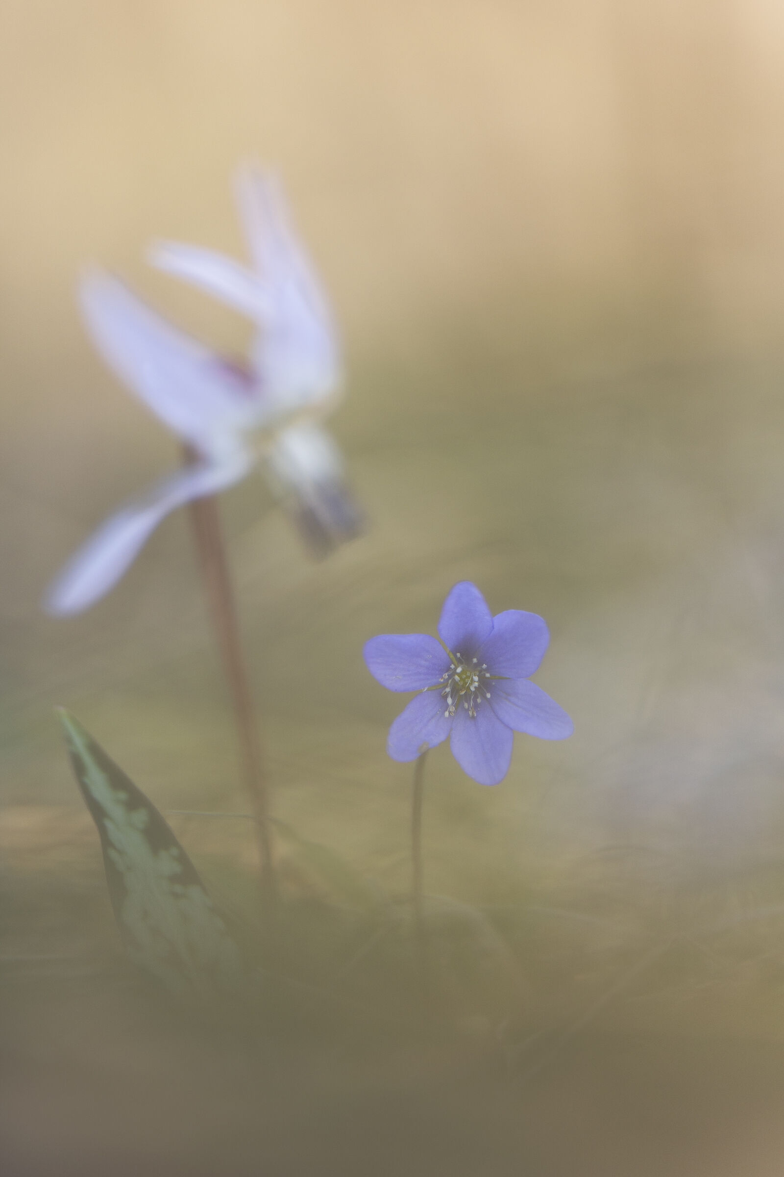 Hepatica Nobilis - Wikipedia