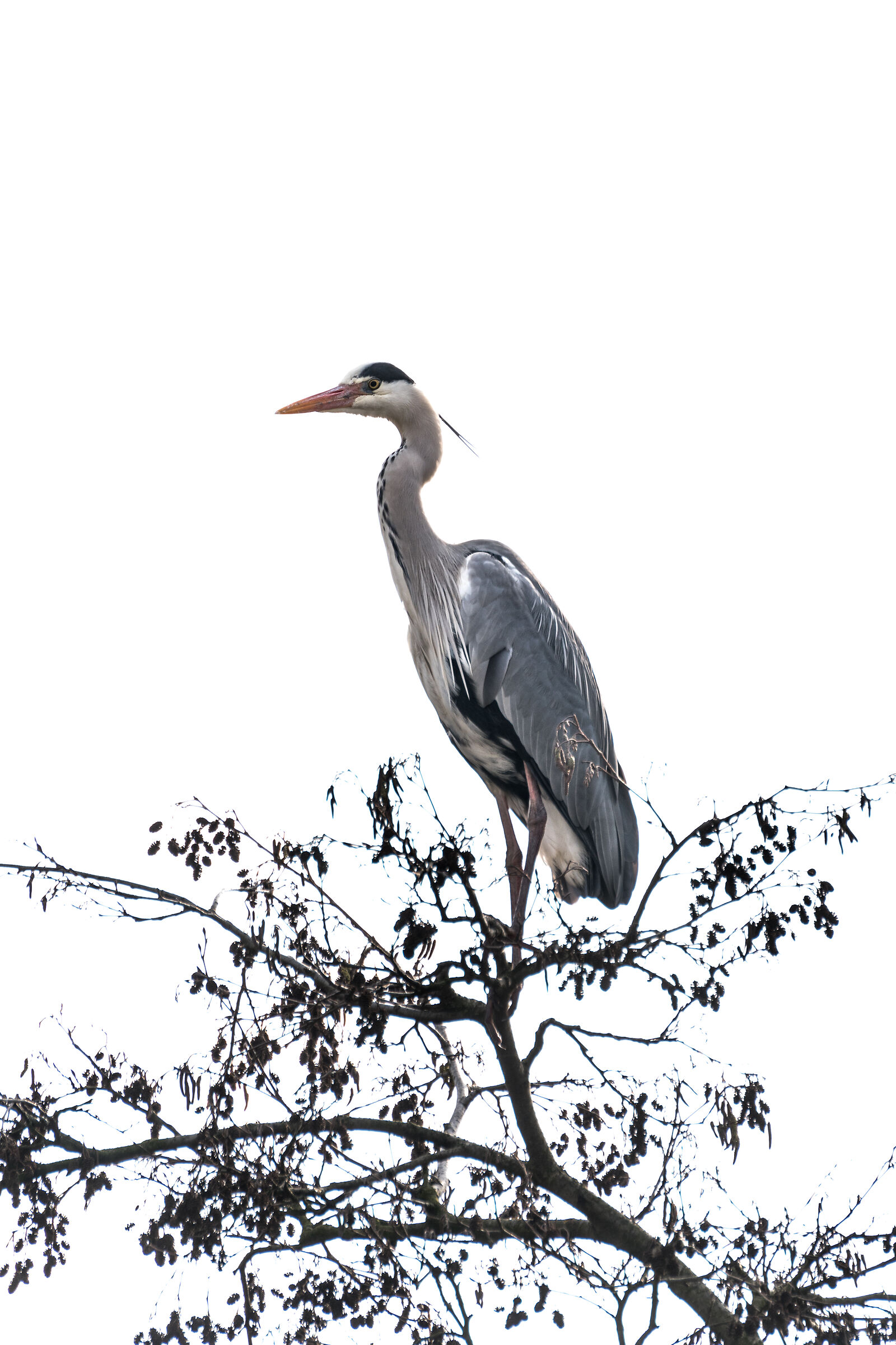 Gray heron