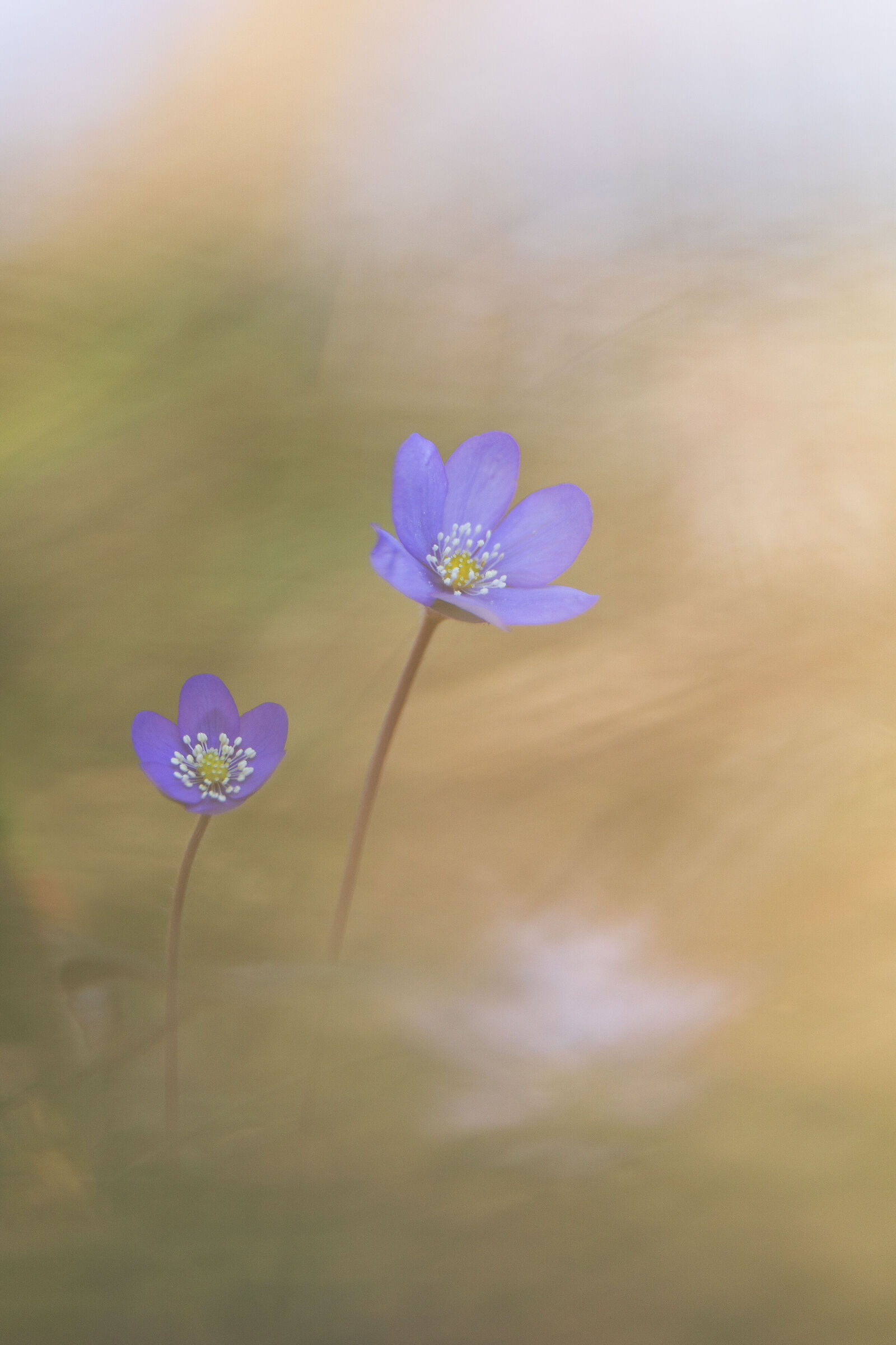 Hepatica nobilis