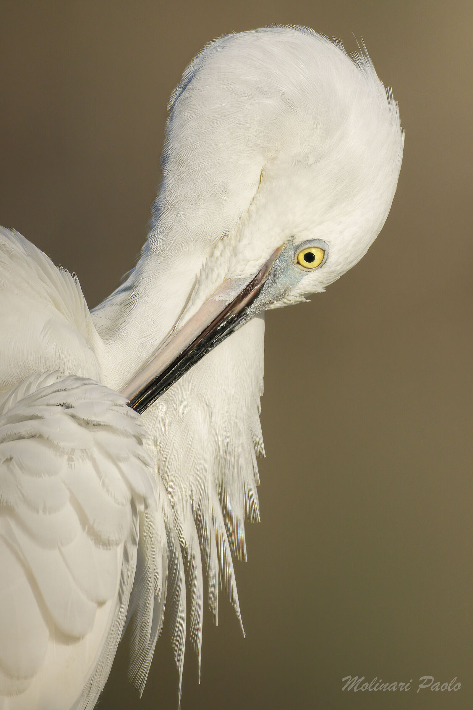 Moon of the Little Egret
