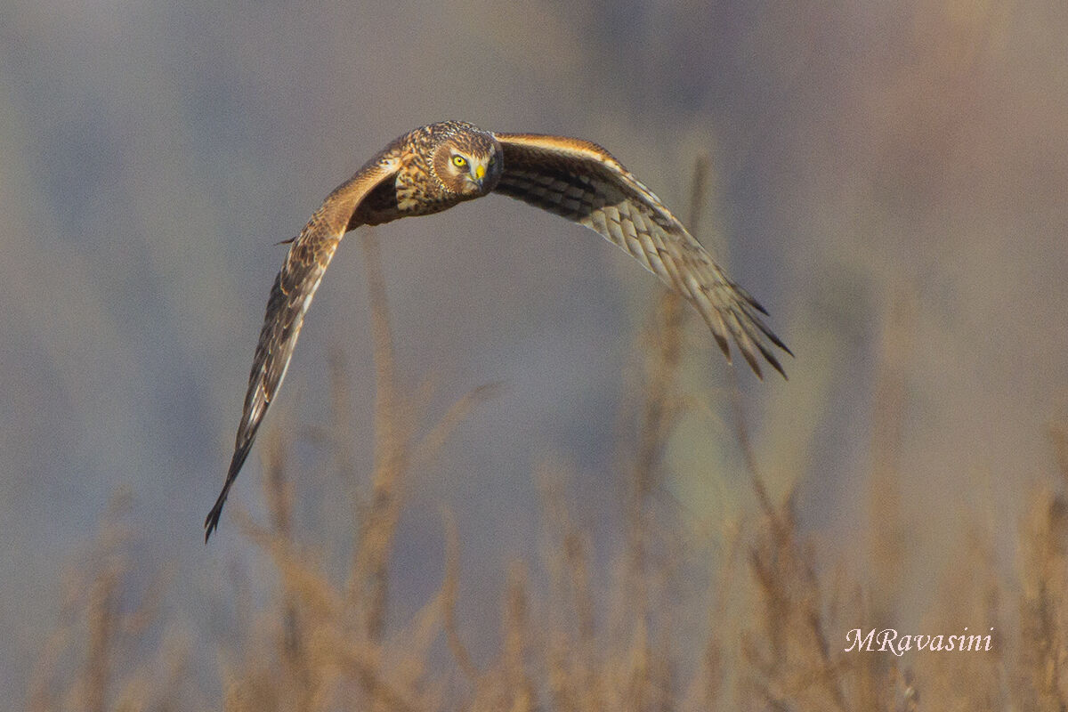 Albanella rela femmina