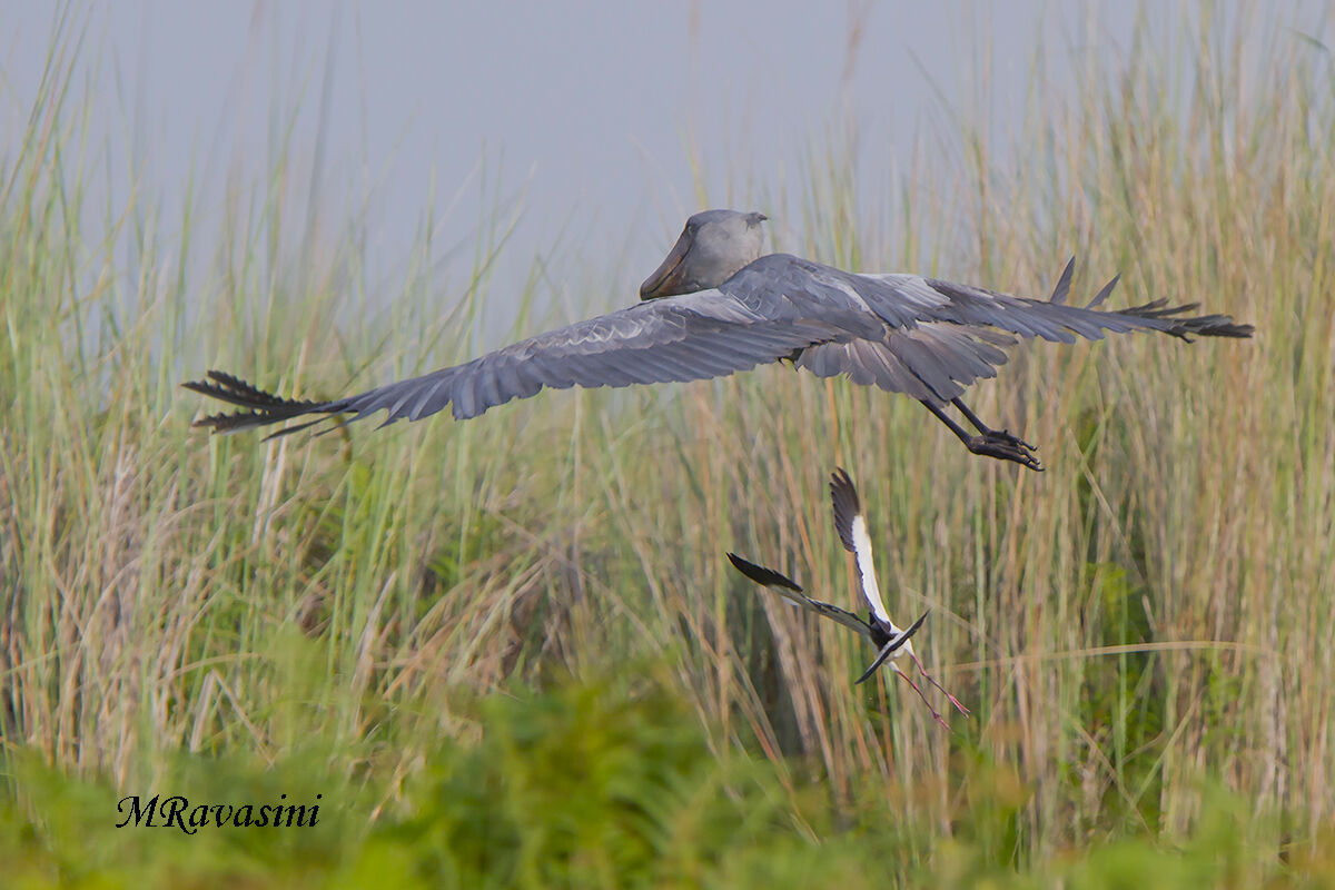Becco a scarpa e Pavoncella lunghedita