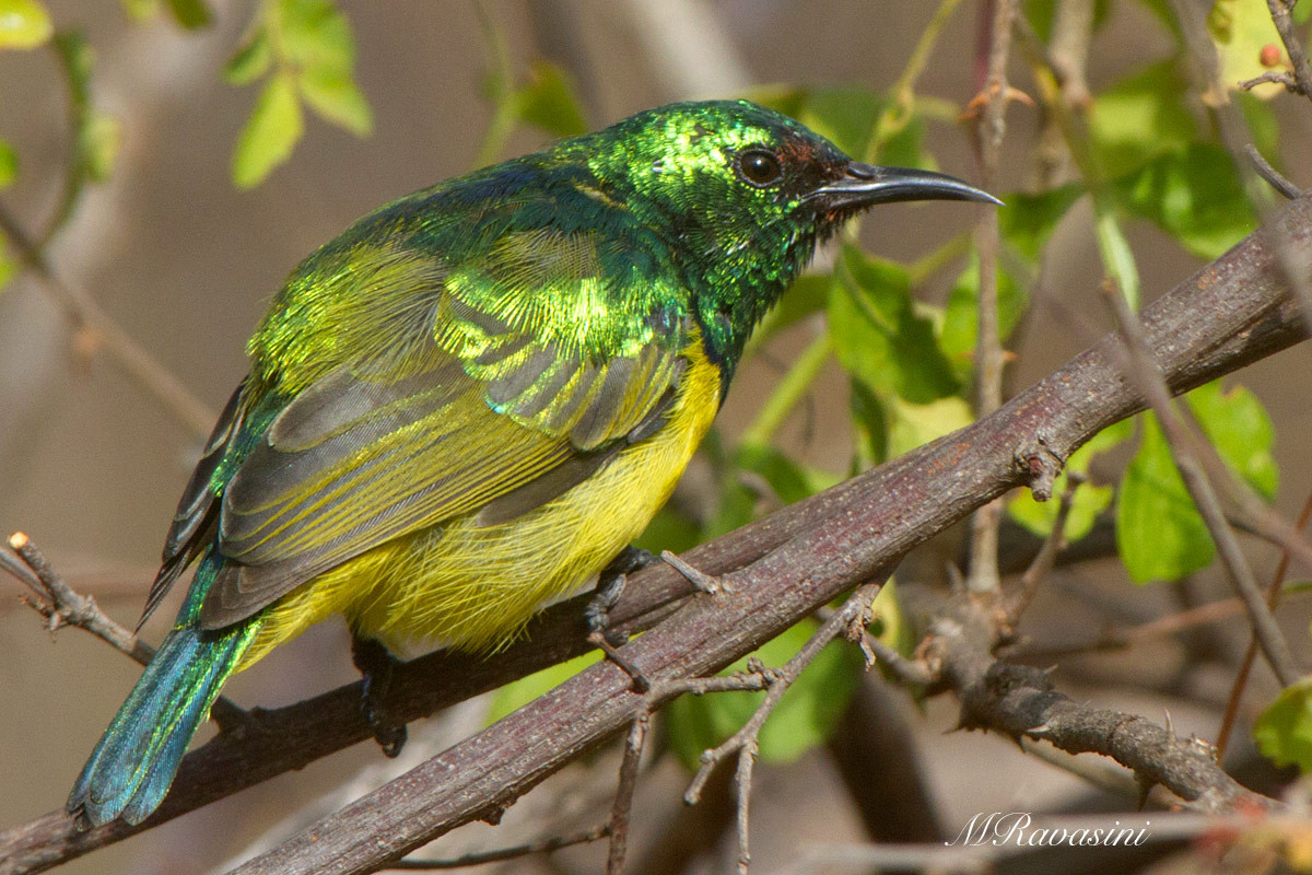 Nettarinia dal collare