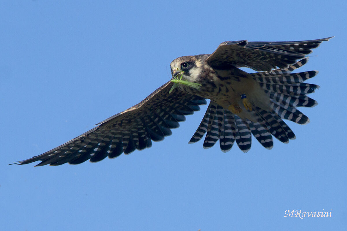 Falco cuculo giovane con preda