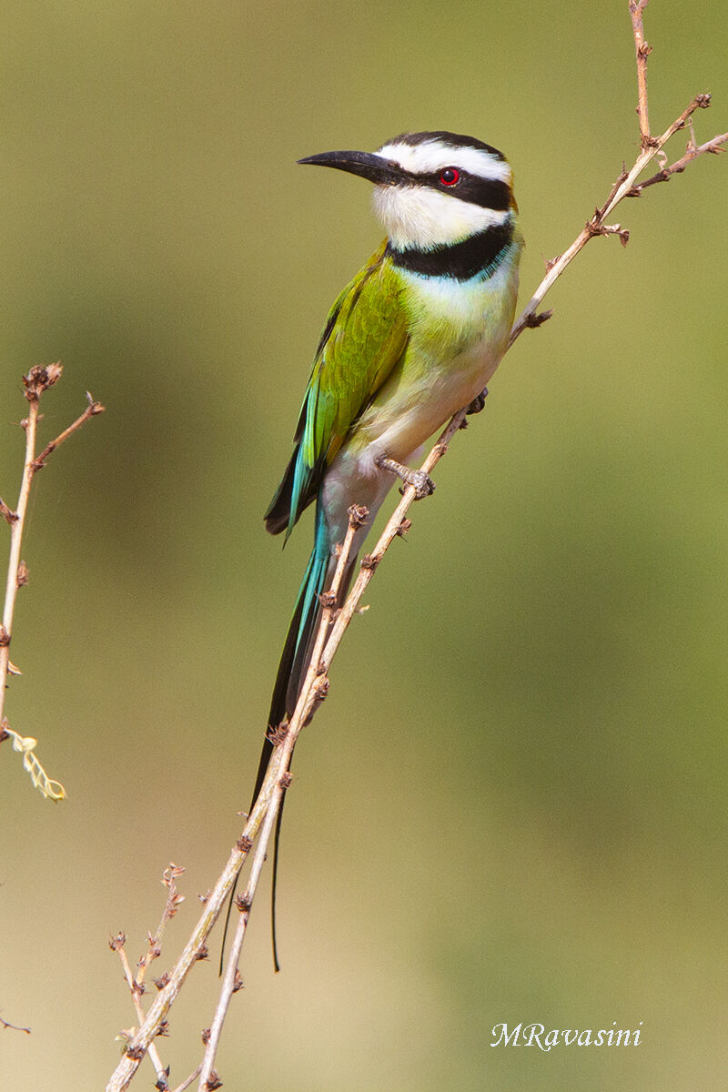 Gruccione golabianca