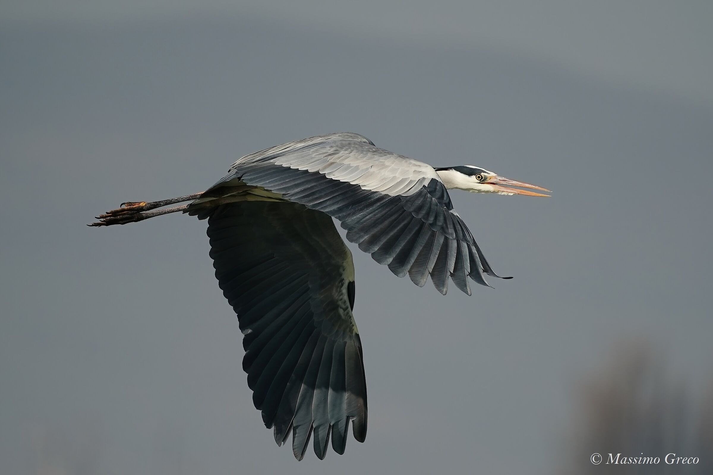 Gray heron