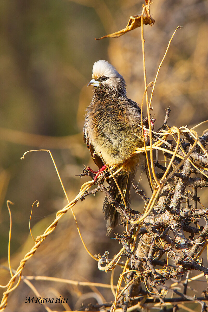 Uccello topo testabianca
