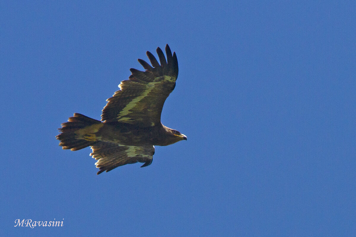 Aquila delle steppe imm.
