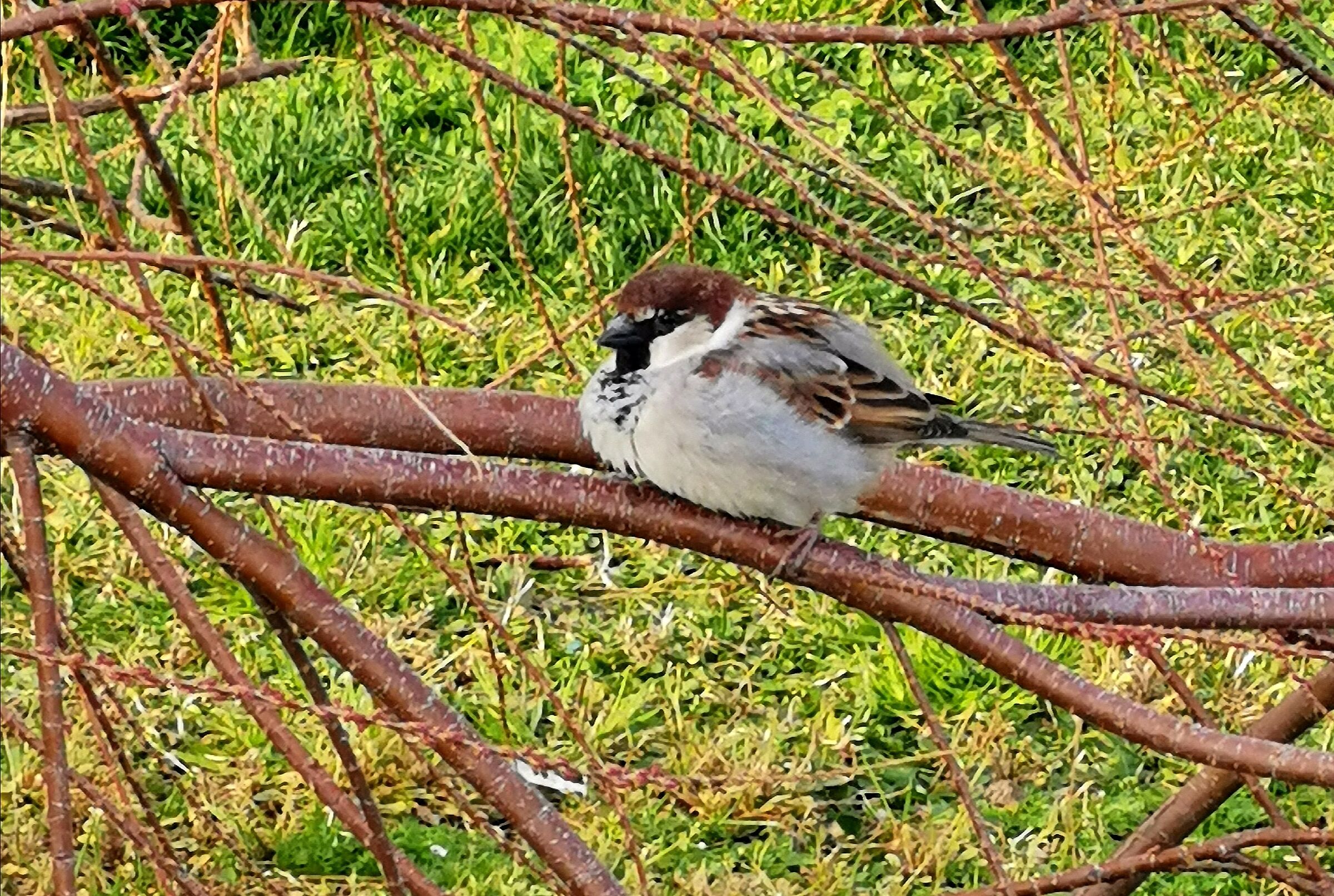 Il passero mascherato ...