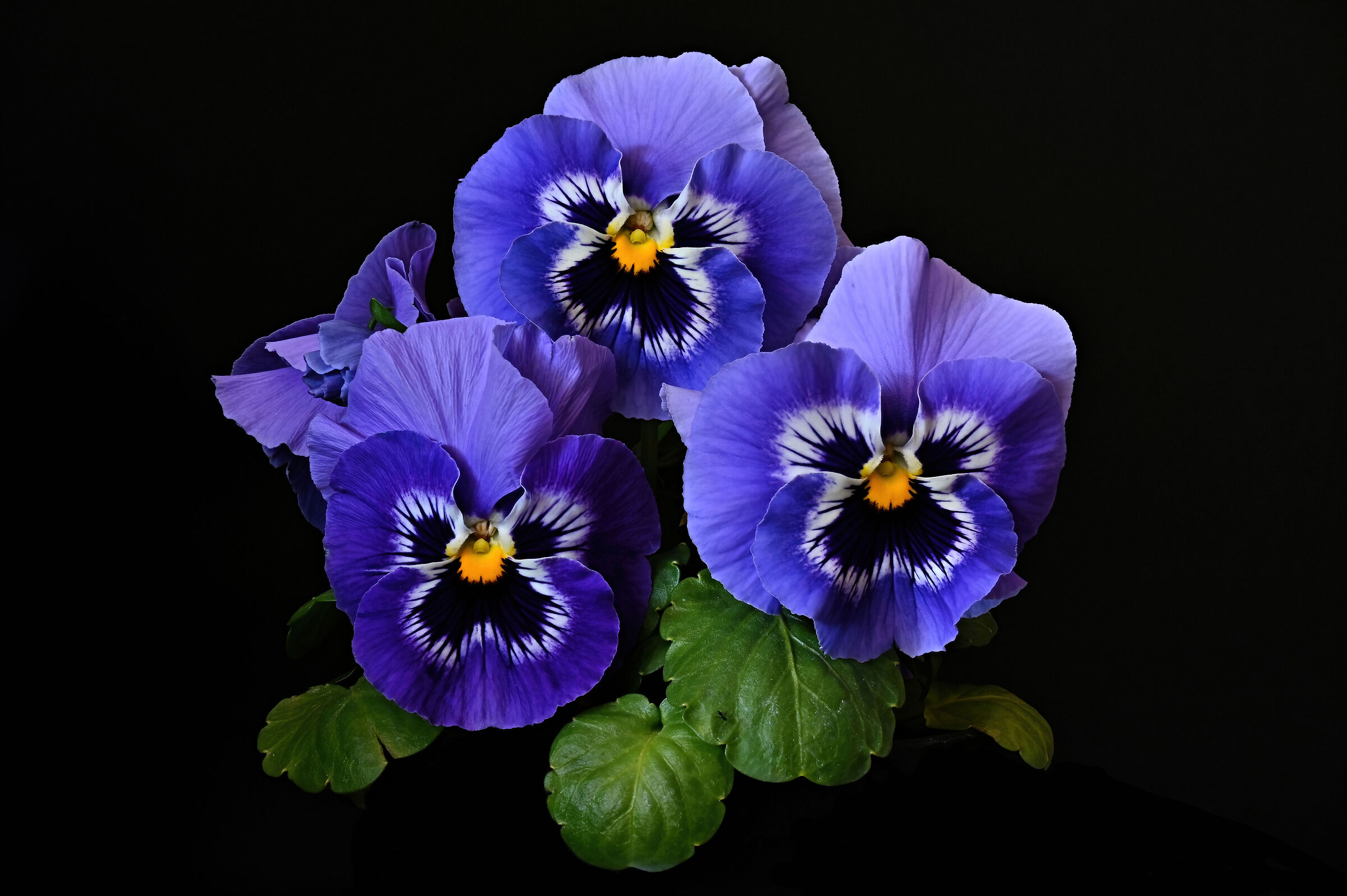 Viola del pensiero