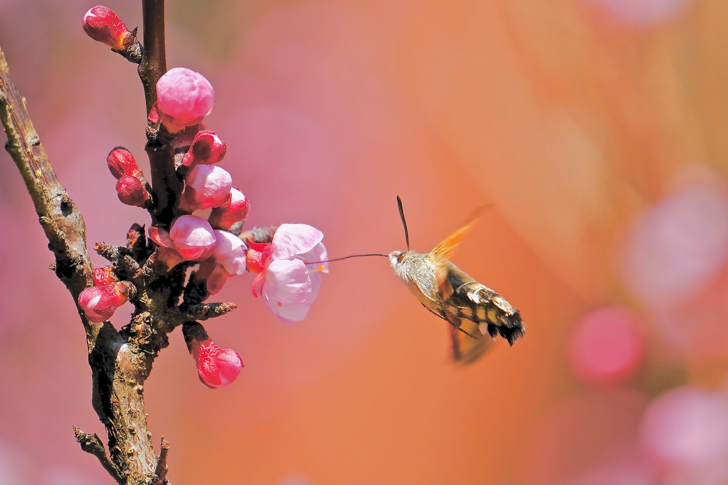Nectaring from the pink
