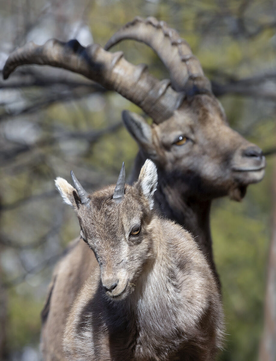 sotto stretta sorveglianza, stambecchi