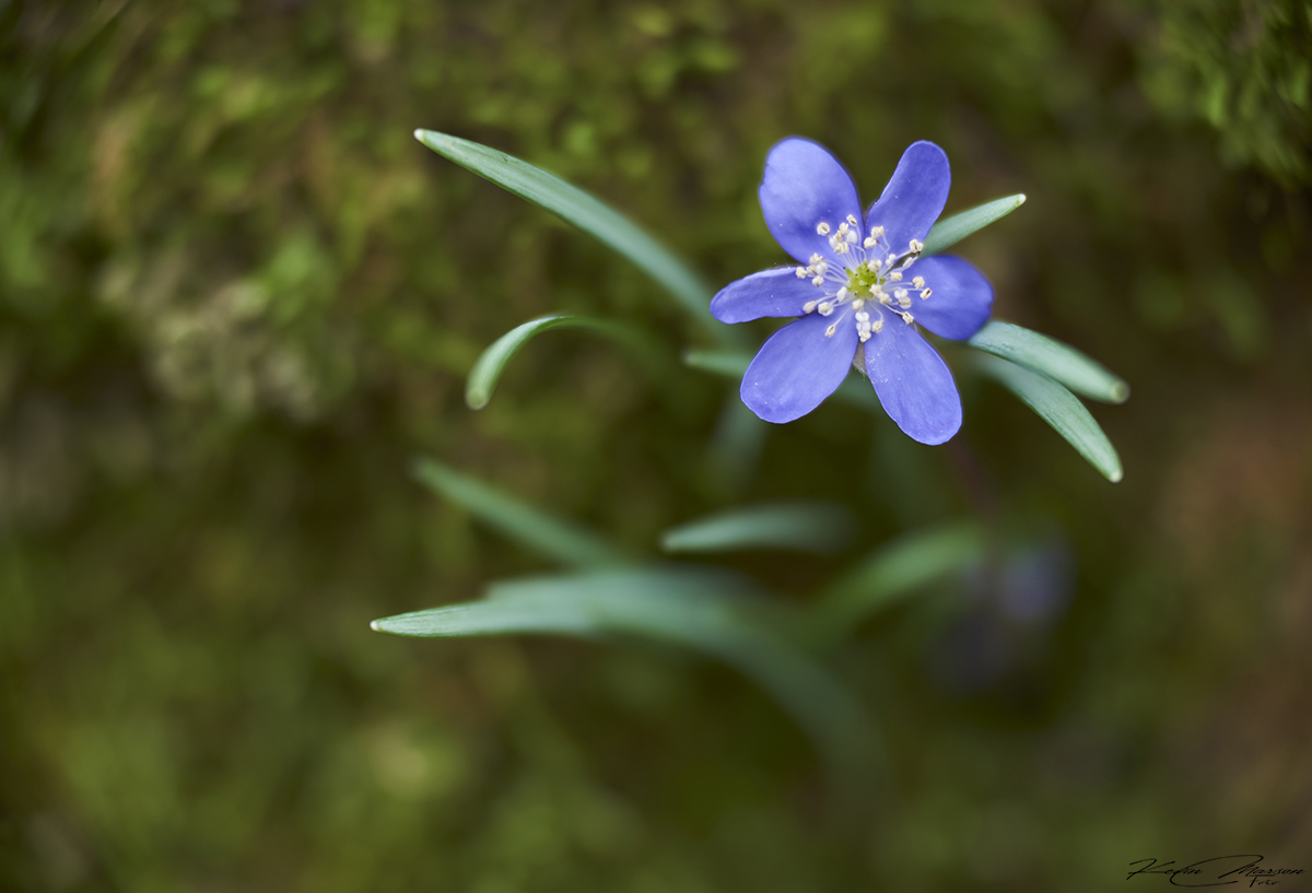 " Among the moss, he "