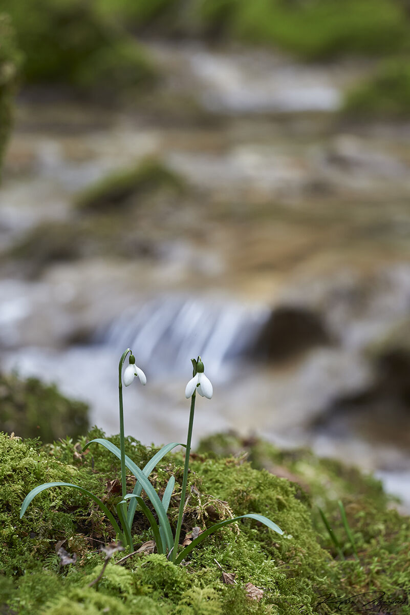 " A view of the stream "
