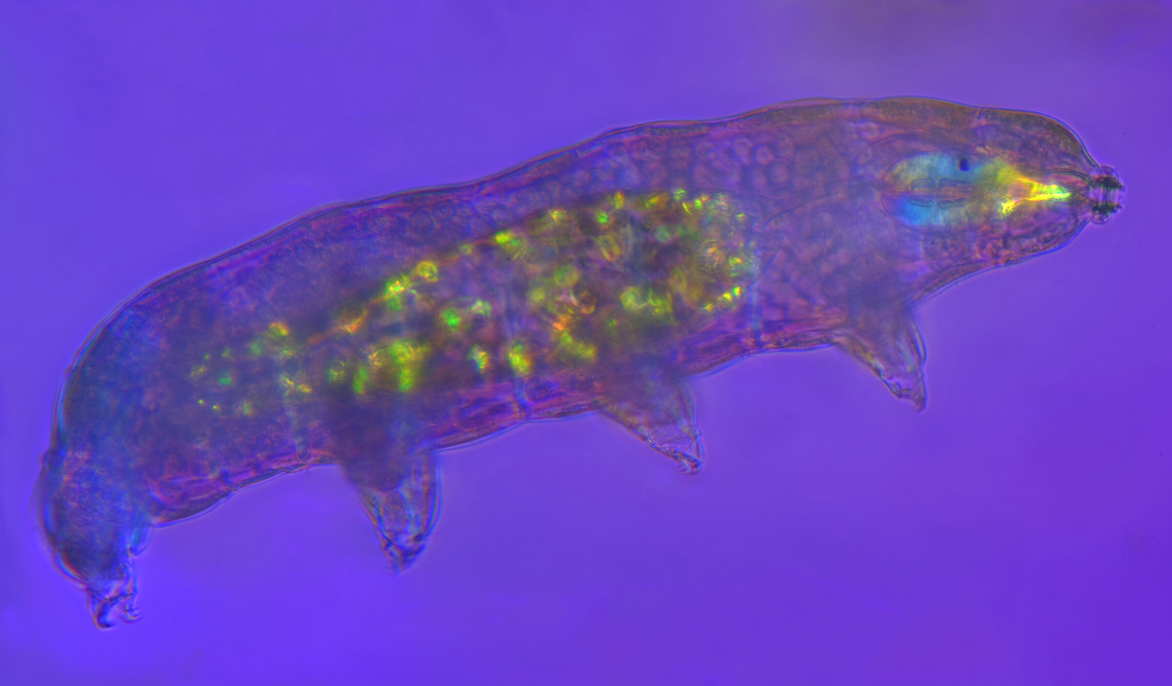 Tardigrade macrobiotidae in polarized light