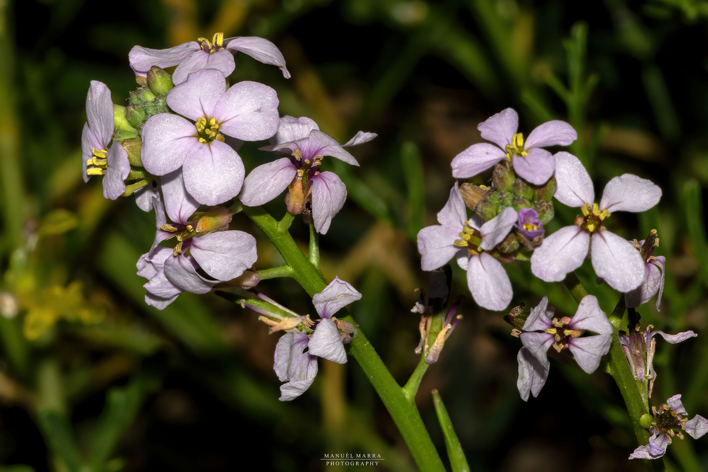 Cakile Maritima