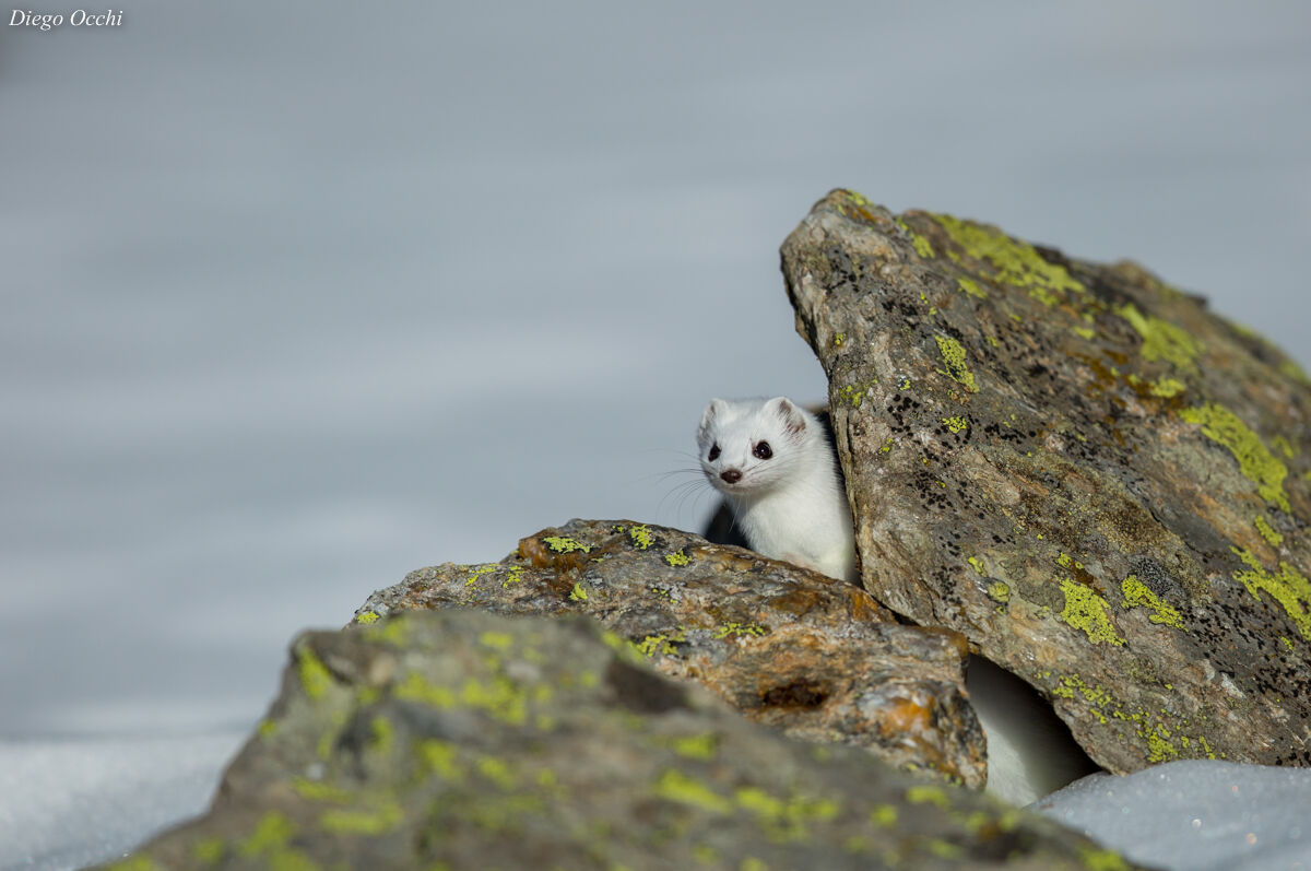 Curious Ermine